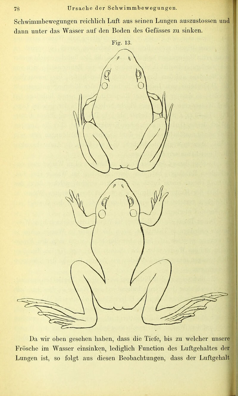 Schwimmbewegungen reichlich Luft aus seinen Lungen auszustossen uncl dann unter das Wasser auf den Boden des Gefässes zu sinken. Fig. 13. Da wir oben gesehen haben, dass die Tiefe, bis zu welcher unsere Frösche im Wasser einsinken, lediglich Function des Luftgehaltes der Lungen ist, so folgt aus diesen Beobachtungen, dass der Luftgehalt