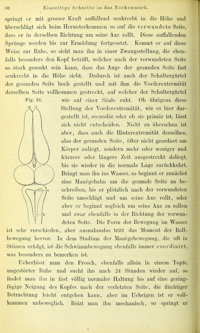 springt er mit grosser Kraft auffallend senkrecht in die Höhe und überschlägt sich beim Herunterkommen so auf die verwundete Seite, dass er in derselben Richtung um seine Axe rollt. Diese auffallenden Sprünge werden Ins zur Ermüdung fortgesetzt. Kommt er auf diese Weise zur Ruhe, so sieht man ihn in einer Zwangsstellung, die eben- falls besonders den Kopf betrifft, welcher nach der verwundeten Seite so stark gesenkt sein kann, dass das Auge der gesunden Seite fast senkrecht in die Höhe sieht. Dadurch ist auch der Schultergürtel der gesunden Seite hoch gestellt und mit ihm die Vorderextremität derselben Seite vollkommen gestreckt, auf welcher der Schultergürtel Fig. 18. wie auf einer Säule ruht. Oh übrigens diese Stellung der Vorderextremität, wie es hier dar- gestellt ist, secundär oder ob sie primär ist, lässt sich nicht entscheiden. Nicht zu übersehen ist aber, dass auch die Hinterextremität derselben, also der gesunden Seite, öfter nicht geordnet am Körper anliegt, sondern mehr oder weniger und kürzere oder längere Zeit ausgestreckt daliegt, bis sie wieder in die normale Lage zurückkehrt. Bringt man ihn ins Wasser, so beginnt er zunächst eine Manegebahn um die gesunde Seite zu be- schreiben, bis er plötzlich nach der verwundeten Seite umschlägt und um seine Axe rollt, oder aber er beginnt sogleich um seine Axe zu rollen und zwar ebenfalls in der Richtung der verwun- deten Seite. Die Form der Bewegung im Wasser ist sehr verschieden, aber ausnahmslos tritt das Moment der Roll- bewegung hervor. In dem Stadium der Manegebewegung, die oft in Stössen erfolgt, ist die Schwimmbewegung ebenfalls immer coordinirt, was besonders zu bemerken ist. Ueberlässt man den Frosch, ebenfalls allein in einem Topfe, ungestörter Ruhe und sucht ihn nach 24 Stunden wieder auf, so findet man ihn in fast völlig normaler Haltung bis auf eine gering- fügige Neigung des Kopfes nach der verletzten Seite, die flüchtiger Betrachtung leicht entgehen kann, aber im Uebrigen ist er voll- kommen unbeweglich. Reizt man ihn mechanisch, so springt er