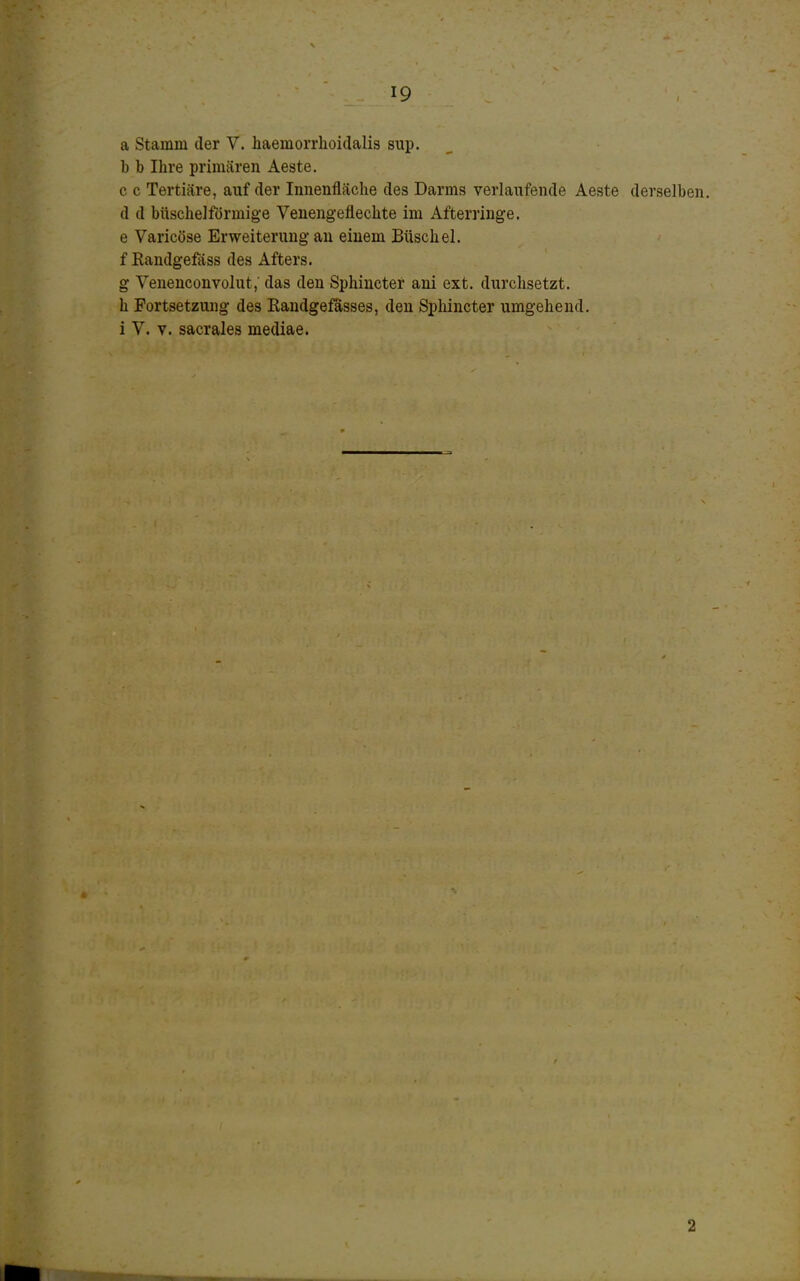 er- aq a Stamm der V. haemorrlioidalis sup. b b Ihre primären Aeste. c c Tertiäre, auf der Innenfläche des Darms verlaufende Aeste derselben, d d büschelförmige Venengeflechte im Afterringe. e Varicöse Erweiterung au einem Büschel, f Kandgefäss des Afters. Venenconvolut; das den Sphincter ani ext. durchsetzt. Fortsetzung des Eandgefasses, den Sphincter umgehend, i V. V. sacrales mediae. 2