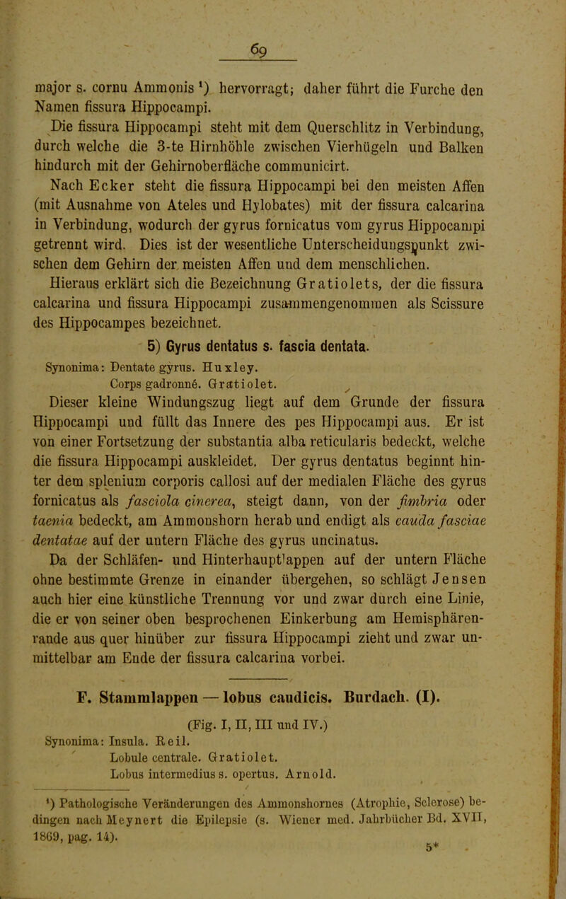 major s. cornu Ammouis *) hervorragt; daher führt die Furche den Namen fissura Hippocampi. Die fissura Hippocampi steht mit dem Querschlitz in Verbindung, durch welche die 3-te Hirnhöhle zwischen Vierhügeln und Balken hindurch mit der Gehirnoberfläche communicirt. Nach Ecker steht die fissura Hippocampi bei den meisten Affen (mit Ausnahme von Ateles und Hylobates) mit der fissura calcarina in Verbindung, wodurch der gyrus fornicatus vom gyrus Hippocampi getrennt wird. Dies ist der wesentliche Unterscheidungspunkt zwi- schen dem Gehirn der. meisten Affen und dem menschlichen. Hieraus erklärt sich die Bezeichnung Gratiolets, der die fissura calcarina und fissura Hippocampi zusammengenommen als Scissure des Hippocampes bezeichnet. \ 5) Gyrus dentatus s. fascia dentata. Synonima: Dentate gyrus. Huxley. Corps gadronnö. Gratiolet. Dieser kleine Windungszug liegt auf dem Grunde der fissura Hippocampi und füllt das Innere des pes Hippocampi aus. Er ist von einer Fortsetzung der substantia alba reticularis bedeckt, welche die fissura Hippocampi auskleidet. Der gyrus dentatus beginnt hin- ter dem splenium corporis callosi auf der medialen Fläche des gyrus fornicatus als fasciola cinerea^ steigt dann, von der fimbria oder taenia bedeckt, am Ammonshorn herab und endigt als cauda fasciae dentatae auf der untern Fläche des gyrus uncinatus. Da der Schläfen- und Hinterhauptlappen auf der untern Fläche ohne bestimmte Grenze in einander übergehen, so schlägt Jensen auch hier eine künstliche Trennung vor und zwar durch eine Linie, die er von seiner oben besprochenen Einkerbung am Hemisphären- rande aus quer hinüber zur fissura Hippocampi zieht und zwar un- mittelbar am Ende der fissura calcarina vorbei. F. Stammlappen — lobus caudicis. Burdacb. (I). (Fig. I, II, III und IV.) Synonima: Insula. Reil. Lobule centrale. Gratiolet. Lobus intermediuss. opertus, Arnold. ‘) Pathologische Veränderungen des Aminonshornes (Atrophie, Sclerose) be- dingen nach Meynert die Epilepsie (s. Wiener mcd. Jahrbücher Bd. XVII, 1869, pag. 14). 5*