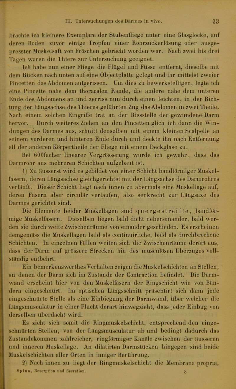 brachte ich kleinere Exemplare der Stubenfliege unter eine Glasglocke, auf deren Boden zuvor einige Tropfen einer Rohrzuckerlösung oder ausge- presster Muskelsaft von Fröschen gebracht worden war. Nach zwei bis drei Tagen waren die Thiere zur Untersuchung geeignet. Ich habe nun einer Fliege die Flügel und Füsse entfernt, dieselbe mit dem Rücken nach unten auf eine Objectplatte gelegt und ihr mittelst zweier Pincetten das Abdomen aufgerissen. Um dies zu bewerkstelligen, legte ich eine Pincette nahe dem thoracalen Rande, die andere nahe dem unteren Ende des Abdomens an und zerriss nun durch einen leichten, in der Rich- tung der Längsachse des Thieres geführten Zug das Abdomen in zwei Theile. Nach einem solchen Eingriffe trat an der Rissstelle der gewundene Darm hervor. Durch weiteres Ziehen an den Pincetten glich ich dann die Win- dungen des Darmes aus, schnitt denselben mit einem kleinen Scalpelle an seinem vorderen und hinteren Ende durch und deckte ihn nach Entfernung all der anderen Körpertheile der Fliege mit einem Deckglase zu. Bei 600facher linearer Vergrösserung wurde ich gewahr, dass das Darmrohr aus mehreren Schichten aufgebaut ist. 1) Zu äusserst wird es gebildet von einer Schicht bandförmiger Muskel- fasern, deren Längsachse gleichgerichtet mit der Längsachse des Darmrohres verläuft. Dieser Schicht liegt nach innen zu abermals eine Muskellage auf, deren Fasern aber circulär verlaufen, also senkrecht zur Längsaxe des Darmes gerichtet sind. Die Elemente beider Muskellagen sind quergestreifte, bandför- mige Muskelfasern. Dieselben liegen bald dicht nebeneinander, bald wer- den sie durch weite Zwischenräume von einander geschieden. Es erscheinen demgemäss die Muskellagen bald als continuirliche, bald als durchbrochene Schichten. In einzelnen Fällen weiten sich die Zwischenräume derart aus, (lass der Darm auf grössere Strecken hin des musculösen Überzuges voll- ständig entbehrt. Ein bemerkenswerthes Verhalten zeigen die Muskelschichten an Stellen, an denen der Darm sich im Zustande der Gontraction befindet. Die Darm- wand erscheint hier von den Muskelfasern der Ringschicht wie von Bän- dern eingeschnürt. Im optischen Längsschnitt präsentirt sich dann jede eingeschnürte Stelle als eine Einbiegung der Darmwand, Über welcher die Längsmusculatur in einer Flucht derart hinwegzieht, dass jeder Einbug von derselben überdacht wird. Es zieht sich somit die Ringmuskelschicht, entsprechend den einge- schnürten Stellen, von der Längsmusculatur ab und bedingt dadurch das Zustandekommen zahlreicher, ringförmiger Kanäle zwischen der äusseren und inneren Muskellage. An dilatirten Darmstücken hingegen sind beide Muskelschichten aller Orten in inniger Berührung. 2) Nach innen zu liegt der Ringniuskelschicht die Membrana propria, Spina, Resorption und Secretion. 3