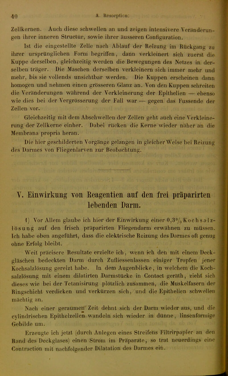 Zellkernen. Auch diese schwellen an und zeigen intensivere Veränderun- gen ihrer inneren Structur, sowie ihrer äusseren Configuration. Ist die eingestellte Zelle nach Ablauf der Reizung im Rückgang zu ihrer ursprünglichen Form begriffen, dann verkleinert sich zuerst die Kuppe derselben, gleichzeitig werden die Bewegungen des Netzes in der- selben träger. Die Maschen derselben verkleinern sich immer mehr und mehr, bis sie vollends unsichtbar werden. Die Kuppen erscheinen dann homogen und nehmen einen grösseren Glanz an. Von den Kuppen schreiten die Veränderungen während der Verkleinerung der Epithelien — ebenso w'ie dies bei der Vergrösserung der Fall war — gegen das Fussende dei- Zellen vor. Gleichzeitig mit dem Abschw^ellen der Zellen geht auch eine Verkleine- rung der Zellkerne einher. Dabei rücken die Kerne wieder näher an die Membrana propria heran. Die hier geschilderten Vorgänge gelangen in gleicherweise bei Reizung des Darmes von Fliegenlarven zur Beobachtung. V. Einwirkung von Eeagentien auf den frei präparirten lebenden Darm. 1) Vor Allem glaube ich hier der Einwirkung einer 0,3o/o Koch Sa lz- lösung auf den frisch präparirten Fliegendarm erwähnen zu müssen. Ich habe oben angeführt, dass die elektrische Reizung des Darmes oft genug ohne Erfolg bleibt. Weit präcisere Resultate erzielte ich, w-enn fch den mit einem Deck- gläschen bedeckten Darm durch Zufliessenlassen einiger Tropfen jener Kochsalzlösung gereizt habe. In dem Augenblicke, in welchem die Koch- salzlösung mit einem dilatirten Darmstücke in Contact geräth, zieht sich dieses wie bei der Tetanisirung plötzlich zusammen, die Muskelfasern dei- Ringschicht verdicken und verkürzen sich, und die Epithelien schwellen mächtig an. Nach einer geraumen Zeit dehnt sich der Darm wieder aus, und die cylindrischen Epithelzellen wandeln sich W'ieder in dünne, linsenfönuigo Gebilde um. Erzeugte ich jetzt (durch Anlegen «ines Streifelis Filtrirpapier an den Rand des Deckglases) einen Strom im Präparate, so trat neuerdings ein(> Contraction mit nachfolgender Dilatation des Darmes ein.