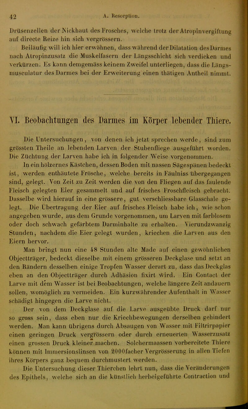 Drüsenzellen der Nickhaut des Frosches, welche trotz der Atropinvergiflung auf direcle Reize hin sich vergrössern. Beiläufig will ich hier erwähnen, dass wahrend der Dilatation des Darmes nach Atropinzusatz die Muskelfasern der Lilngsschicht sich verdicken und verkürzen. Es kann demgemäss keinem Zweifel unterliegen, dass die Längs- niusculatur des Darmes bei der Erweiterung einen thatigen Antheil nimmt. YL Beobaclitimgen des Darmes im Körper lebender Tliiere. Die Untersuchungen, von denen ich jetzt sprechen werde, sind zum grössten Theile an lebenden Larven der Stubenfliege ausgeführt worden. Die Züchtung der Larven habe ich in folgender Weise vorgenommen. In ein hölzernes Kästchen, dessen Boden mit nassen Sägespänen bedeckt ist, werden enthäutete Frösche, welche bereits in Fäulniss tibergegangen sind, gelegt. Von Zeit zu Zeit werden die von den Fliegen auf das faulende Fleisch gelegten Eier gesammelt und auf frisches Froschfleisch gebracht. Dasselbe wird hierauf in eine grössere, gut verschliessbare Glasschale ge- legt. Die Übertragung der Eier auf frisches Fleisch habe ich, wie schon angegeben wurde, aus dem Grunde vorgenommen, um Larven mit farblosem oder doch schwach gefärbtem Darminhalte zu erhalten. Vierundzwanzig Stunden, nachdem die Eier gelegt wurden, kriechen die Larven aus den Eiern hervor. Man bringt nun eine 48 Stunden alte Made auf einen gewöhnlichen Objectträger, bedeckt dieselbe mit einem grösseren Deckglase und setzt an den Rändern desselben einige Tropfen Wasser derart zu, dass das Deckglas eben an den Objectträger durch Adhäsion fixirt \Vird. Ein Contact der Larve mit dem Wasser ist bei Beobachtungen, welche längere Zeit andauern sollen, womöglich zu vermeiden. Ein kurzwährender Aufenthalt in Wasser schädigt hingegen die Larve nicht. Der von dem Deckglase auf die Larve ausgeübte Druck darf nur so gross sein, dass eben nur die Kriechbewegungen derselben gehindert werden. Man kann übrigens durch Absaugen von Wasser mit Filtrirpapier einen geringen Druck vergrössern oder durch erneuerten Wasserzusatz einen grossen Druck kleiner raachen. Solchermaassen vorbereitete Thiere können mit Immersionslinsen von 2000facher Vergrösserung in allen Tiefen ihres Körpers ganz bequem durchmustert werden. Die Untersuchung dieser Thierchen lehrt nun, dass die Veränderungen des Epithels, welche sich an die künstlich herbeigeführte Contraction und