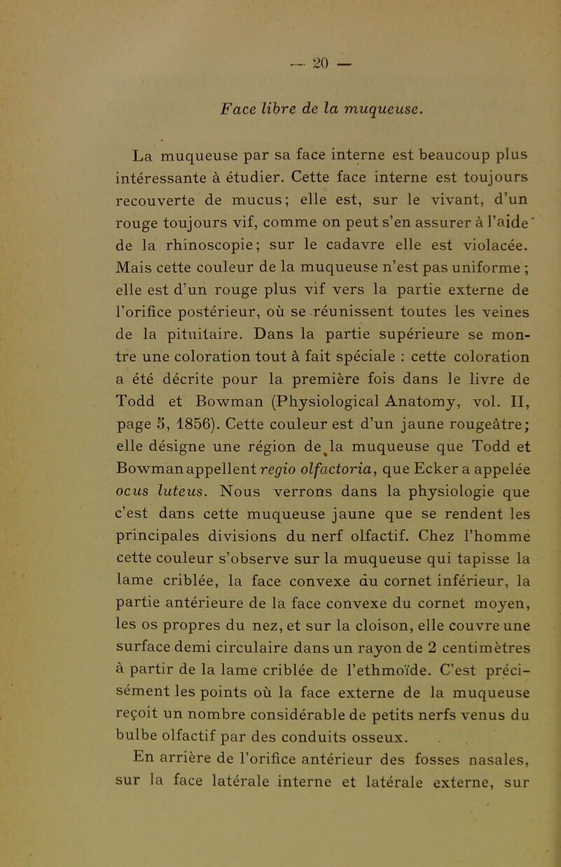 Face libre de la muqueuse. La muqueuse par sa face interne est beaucoup plus intéressante à étudier. Cette face interne est toujours recouverte de mucus; elle est, sur le vivant, d'un rouge toujours vif, comme on peut s'en assurer à l'aide ' de la rhinoscopie; sur le cadavre elle est violacée. Mais cette couleur de la muqueuse n'est pas uniforme ; elle est d'un rouge plus vif vers la partie externe de l'orifice postérieur, où se réunissent toutes les veines de la pituitaire. Dans la partie supérieure se mon- tre une coloration tout à fait spéciale : cette coloration a été décrite pour la première fois dans le livre de Todd et Bowman (Physiological Anatomy, vol. II, page 5, 1856). Cette couleur est d'un jaune rougeâtre; elle désigne une région de^la muqueuse que Todd et Bowman appellent regio olfactoria, que Ecker a appelée ocus luteus. Nous verrons dans la physiologie que c'est dans cette muqueuse jaune que se rendent les principales divisions du nerf olfactif. Chez l'homme cette couleur s'observe sur la muqueuse qui tapisse la lame criblée, la face convexe du cornet inférieur, la partie antérieure de la face convexe du cornet moyen, les os propres du nez, et sur la cloison, elle couvre une surface demi circulaire dans un rayon de 2 centimètres à partir de la lame criblée de l'ethmoïde. C'est préci- sément les points où la face externe de la muqueuse reçoit un nombre considérable de petits nerfs venus du bulbe olfactif par des conduits osseux. En arrière de l'orifice antérieur des fosses nasales, sur la face latérale interne et latérale externe, sur