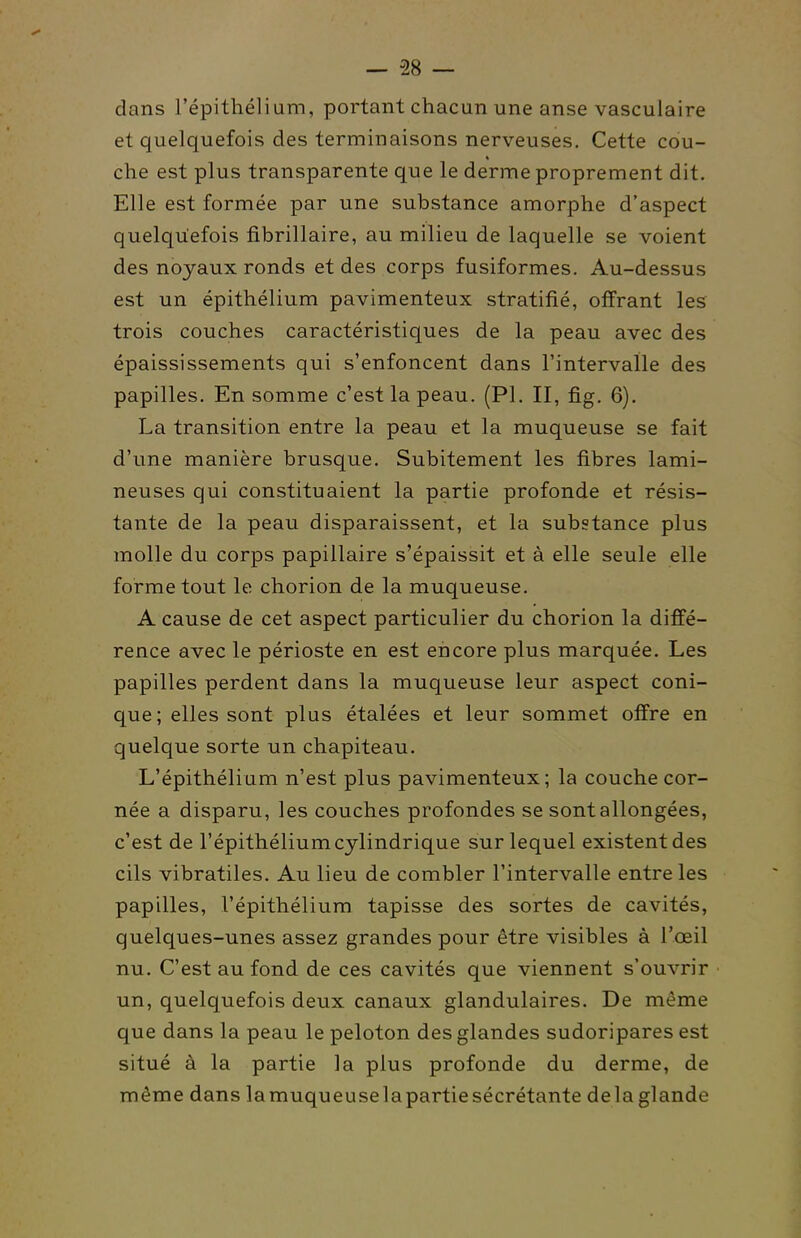 dans l'épithélium, portant chacun une anse vasculaire et quelquefois des terminaisons nerveuses. Cette cou- che est plus transparente que le derme proprement dit. Elle est formée par une substance amorphe d'aspect quelquefois fibrillaire, au milieu de laquelle se voient des noyaux ronds et des corps fusiformes. Au-dessus est un épithélium pavimenteux stratifié, offrant les trois couches caractéristiques de la peau avec des épaississements qui s'enfoncent dans l'intervalle des papilles. En somme c'est la peau. (Pl. II, fig. 6). La transition entre la peau et la muqueuse se fait d'une manière brusque. Subitement les fibres lami- neuses qui constituaient la partie profonde et résis- tante de la peau disparaissent, et la substance plus molle du corps papillaire s'épaissit et à elle seule elle forme tout le chorion de la muqueuse. A cause de cet aspect particulier du chorion la diffé- rence avec le périoste en est encore plus marquée. Les papilles perdent dans la muqueuse leur aspect coni- que; elles sont plus étalées et leur sommet offre en quelque sorte un chapiteau. L'épithélium n'est plus pavimenteux; la couche cor- née a disparu, les couches profondes se sont allongées, c'est de l'épithélium cylindrique sur lequel existent des cils vibratiles. Au lieu de combler l'intervalle entre les papilles, l'épithélium tapisse des sortes de cavités, quelques-unes assez grandes pour être visibles à l'œil nu. C'est au fond de ces cavités que viennent s'ouvrir un, quelquefois deux canaux glandulaires. De même que dans la peau le peloton des glandes sudoripares est situé à la partie la plus profonde du derme, de même dans la muqueuse la partie sécrétante delà glande