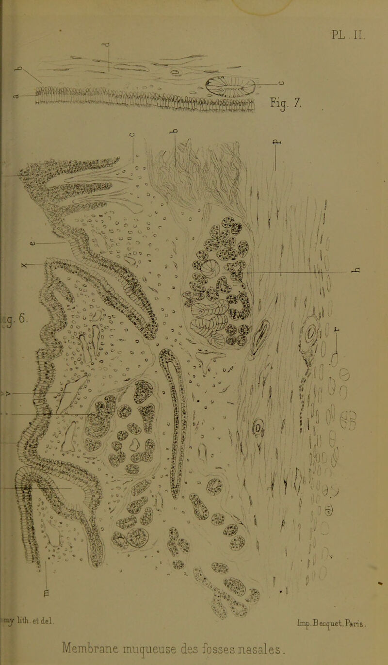 I I PL. II. -a O « T - ■ o ^ ■■ ,1, Q ou fdg.6. 0 o i my lith.etdel. Imp.Bec^ue-t, Paris. Membrane muqueuse des fosses nasales.