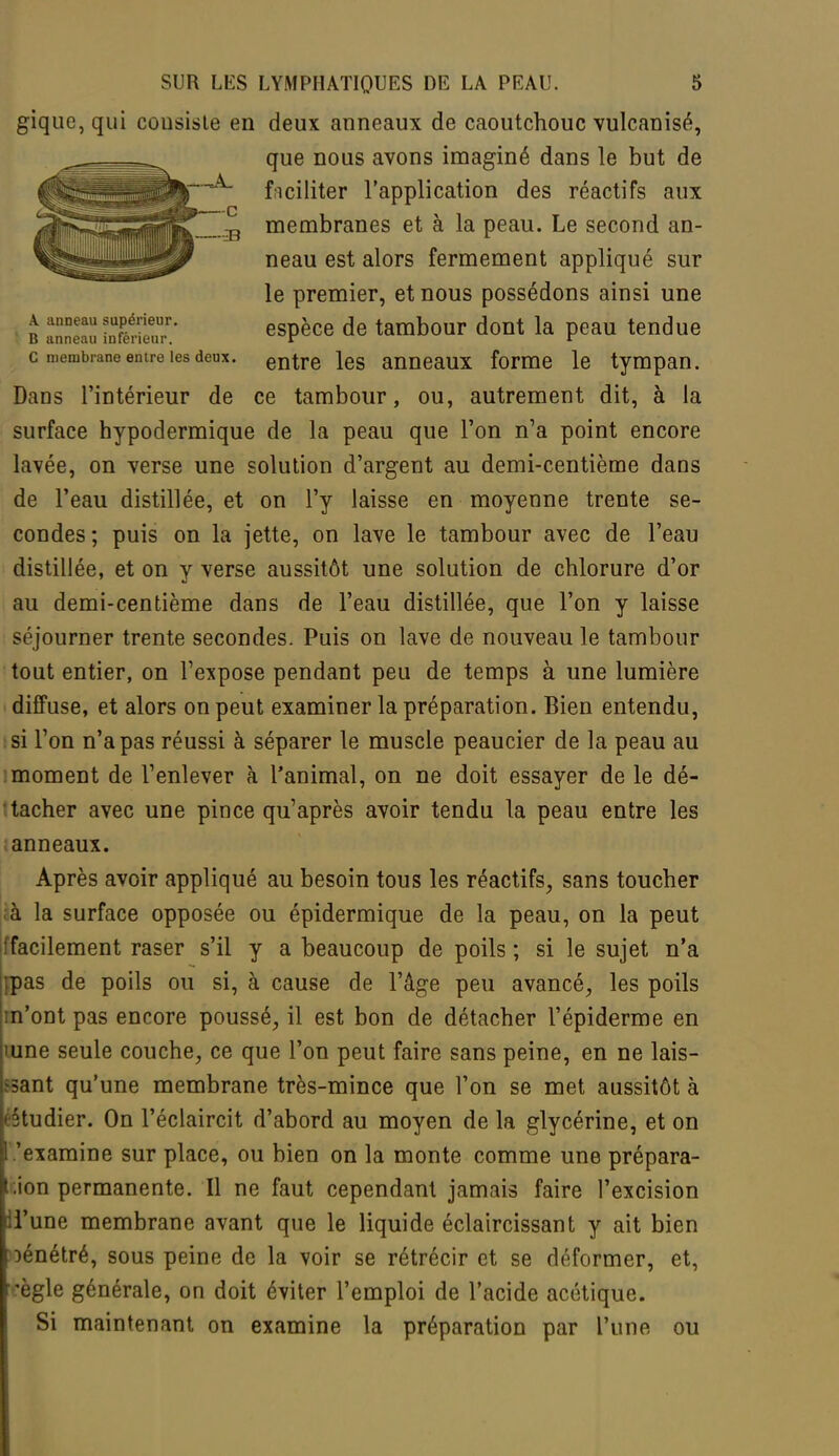 gique, qui cousiste en deux anneaux de caoutchouc vulcanisé, que nous avons imaginé dans le but de ficiliter l'application des réactifs aux membranes et à la peau. Le second an- neau est alors fermement appliqué sur le premier, et nous possédons ainsi une b îîïeîS StTeuT' esPèce de tambour dont la peau tendue c membrane entre les deux. entre ies anneaux forme le tympan. Dans l'intérieur de ce tambour, ou, autrement dit, à la surface hypodermique de la peau que l'on n'a point encore lavée, on verse une solution d'argent au demi-centième dans de l'eau distillée, et on l'y laisse en moyenne trente se- condes ; puis on la jette, on lave le tambour avec de l'eau distillée, et on y verse aussitôt une solution de chlorure d'or au demi-centième dans de l'eau distillée, que l'on y laisse séjourner trente secondes. Puis on lave de nouveau le tambour tout entier, on l'expose pendant peu de temps à une lumière diffuse, et alors on peut examiner la préparation. Bien entendu, si l'on n'a pas réussi à séparer le muscle peaucier de la peau au moment de l'enlever à l'animal, on ne doit essayer de le dé- tacher avec une pince qu'après avoir tendu la peau entre les anneaux. Après avoir appliqué au besoin tous les réactifs, sans toucher ;à la surface opposée ou épidermique de la peau, on la peut [facilement raser s'il y a beaucoup de poils ; si le sujet n'a rpas de poils ou si, à cause de l'âge peu avancé, les poils m'ont pas encore poussé, il est bon de détacher l'épiderme en mne seule couche, ce que l'on peut faire sans peine, en ne lais- sant qu'une membrane très-mince que l'on se met aussitôt à (étudier. On l'éclaircit d'abord au moyen de la glycérine, et on 1.'examine sur place, ou bien on la monte comme une prépara- ion permanente. Il ne faut cependant jamais faire l'excision H'une membrane avant que le liquide éclaircissant y ait bien pénétré, sous peine de la voir se rétrécir et se déformer, et, -ègle générale, on doit éviter l'emploi de l'acide acétique. Si maintenant on examine la préparation par l'une ou