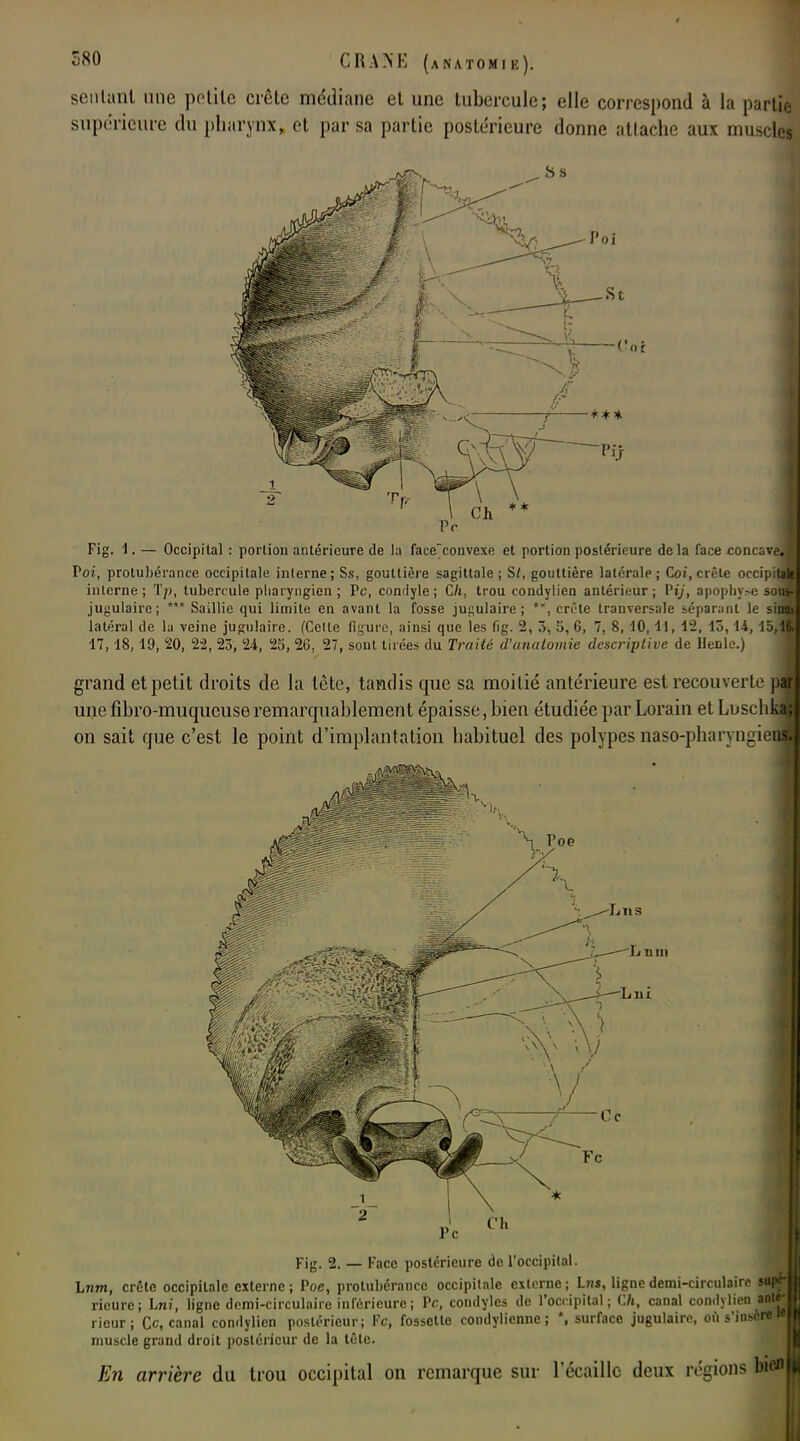 sentant une petite crête médiane et une tubercule; elle correspond à la partie supérieure du pharynx, et par sa partie postérieure donne attache aux muscles \ Ch ** Pc Fig. 1. — Occipital : portion antérieure de la face'convexe et portion postérieure delà face concavej Toi, protubérance occipitale interne; Ss, gouttière sagittale; S/, gouttière latérale; Coi, crête orcipitJ interne; Tp, tubercule pharyngien ; Pc, condyle; Ch, trou condylien antérieur; Pi/, apophyse sofl jugulaire; *** Saillie qui limite en avant la fosse jugulaire; crête tranversale sépar.-mi le si no* latéral de la veine jugulaire. (Cette ligure, ainsi que les fig. 2, 3, î>, G, 7, 8, 10, 11, 12, 13, li, 15,11 17,18,19, 20, 22, 23, 24, 25, 26, 27, sont tirées du Traité d'unatomie descriptive de Henle.) grand et petit droits de la tête, tandis que sa moitié antérieure est recouverte par mie fibro-muqucuse remarquablement épaisse, bien étudiée par Lorain et Lusclikafj on sait que c'est le point d'implantation habituel des polypes naso-pharvngieni Lus L uni Lui Fig. 2. — Face postérieure de l'occipital. Lnm, crête occipitale externe; Poe, protubérance occipitale externe; lus, ligne demi-circulaire sof* rieure; Lni, ligne demi-circulaire inférieure ; Pc, condyles de l'occipital; Cft, canal condylien anté- rieur ; Ce, canal condylien postérieur; Fc, fossette condylienne ; *, surface jugulaire, où s'insère muscle grand droit postérieur de la tête. En arrière du trou occipital on remarque sur 1 écaille deux régions bien