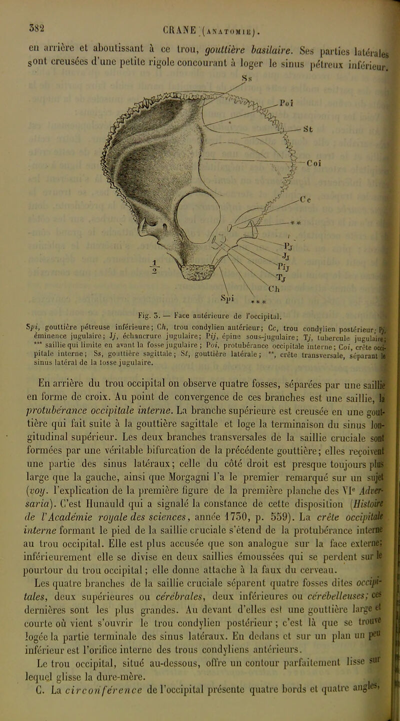 en arrière et aboutissant à ce trou, gouttière basilaire. Ses parties latérale sont creusées d'une petite rigole concourant à loger le sinus pétreux inférieur Fig. 5.— Face antérieure de l'occipital. Spi, gouttière pélreuse inférieure; Ch, trou condylien antérieur; Ce, trou condylien postérieur-H éminence jugulaire; Jj, échancrure jugulaire; Py, épine sous-jugulaire; Tj, tubercule jugulaird *** saillie qui limite en avant la fosse jugulaire ; Pot, protubérance occipitale interne: Co;', crC-le oc» pilale interne; Ss, gouttière sagittale; SI, gouttière latérale; **, crête transversale, séparant || sinus latéral de la losse jugulaire. En arrière du trou occipital on observe quatre fosses, séparées par une saillie en forme de croix. Au point de convergence de ces branches est une saillie, la protubérance occipitale interne. La branche supérieure est creusée en une gout- tière qui fait suite à la gouttière sagittale et loge la terminaison du sinus lon- gitudinal supérieur. Les deux branches transversales de la saillie cruciale sont formées par une véritable bifurcation de la précédente gouttière; elles reçoivent une partie des sinus latéraux; celle du côté droit est presque toujours plus large que la gauche, ainsi que Moigagni l'a le premier remarqué sur un suji (voy. l'explication de la première figure de la première planche des VIe AJver- saria). C'est Hunauld qui a signalé la constance de cette disposition [Histoire de l'Académie royale des sciences, année 1750, p. 559). La crête occipitale interne formant le pied de la saillie cruciale s'étend de la protubérance interne au trou occipital. Elle est plus accusée que son analogue sur la face externe; inférieurement elle se divise en deux saillies émoussées qui se perdent sur le pourtour du trou occipital ; elle donne attache à la faux du cerveau. Les quatre branches de la saillie cruciale séparent quatre fosses dites occipi- tales, deux supérieures ou cérébrales, deux inférieures ou cérébelleuses; ces dernières sont les plus grandes. Au devant d'elles est une gouttière large et courte où vient s'ouvrir le trou condylien postérieur ; c'est là que se trouve logée la partie terminale des sinus latéraux. En dedans et sur un plan un peu inférieur est l'orifice interne des trous condyliens antérieurs. Le trou occipital, situé au-dessous, offre un contour parfaitement lisse sid lequel glisse la dure-mère. C. La circon férence de l'occipital présente quatre bords et quatre angles»