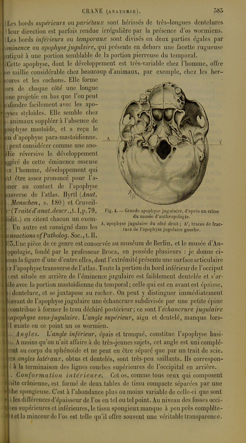 Les bords supérieurs ou pariétaux sont hérissés de très-longues dentelures leur direction est parfois rendue irrégulière par la présence d'os woriniens» LLes bords inférieurs ou temporaux sont divisés en deux parties égales par minence ou apophyse jugulaire, qui présente en dehors une facette rugueuse iQtiguë à une portion semblable de la portion pierreuse du temporal. Cette apophyse, dont le développement est très-variable chez l'homme, offre ~e saillie considérable chez beaucoup d'animaux, par exemple, chez les her- ores et les cochons. Elle forme rs de chaque côté une longue ne projetée en bas que l'on peut ondre facilement avec les apo- des styloïdes. Elle semble chez . animaux suppléer à l'absence de ophyse mastoïde, et a reçu le d'apophyse para-mastoïdienne. I peut considérer comme une ano- ie réversive le développement éré de cette éminence osseuse l'homme, développement qui t être assez prononcé pour l'a- er au contact de l'apophyse sverse de l'atlas. Hyrtl (Anat. Menschen, s. 180) et Cruveil- ' (Traitéd'anal, descr., t. I,p.79, dit.) en citent chacun un exem- Un autre est consigné dans les nsactions ofPatholog. Soc., t. II, ô. I ne pièce de ce genre est conservée au muséum de Berlin, et le musée d'An- ipologie, fondé par le professeur Broca, en possède plusieurs : je donne ci- ;us la figure d'une d'entre elles, dont l'extrémité présente une surface articulaire r l'apophyse transverse de l'atlas. Toute la portion du bord inférieur de l'occiput est située en arrière de l'éminence jugulaire est faiblement dentelée et s'ar- le avec la portion mastoïdienne du temporal ; celle qui est en avant est épaisse, .dentelure, et se juxtapose au rocher. On peut y distinguer immédiatement evant de l'apophyse jugulaire une échancrure subdivisée par une petite épine contribue à former le trou déchiré postérieur; ce sont Y échancrure jugulaire apophyse sous-jugulaire. Vangle supérieur, aigu et dentelé, manque lors- l existe en ce point un os wormien. . Angles. L'angle inférieur, épais et tronqué, constitue l'apophyse basi- .!. A moins qu'on n'ait affaire à de très-jeunes sujets, cet angle est uni complé- mt au corps du sphénoïde et ne peut en être séparé que par un trait de scie. 2s angles latéraux, obtus et dentelés, sont très-peu saillants. Ils correspon- à la terminaison des lignes courbes supérieures de l'occipital en arrière. . Conformation intérieure. Cet os, comme tous ceux qui composent nie crânienne, est formé de deux tables de tissu compacte séparées par une ! he spongieuse. C'est à l'abondance plus ou moins variable de celle-ci que sont les différences d'épaisseur de l'os en tel ou tel point. Au niveau des fosses occi- es supérieures et inférieures, le tissu spongieux manque à peu près compléte- I tetla minceur de l'os est telle qu'il offre souvent une véritable transparence. Fig. i. — Grande apophyse jugulaire, d'après un crâne du musée d'anthropologie. A, apophyse jugulaire du côté droit; A', traces de frac- ture de l'apophyse jugulaire gauche.