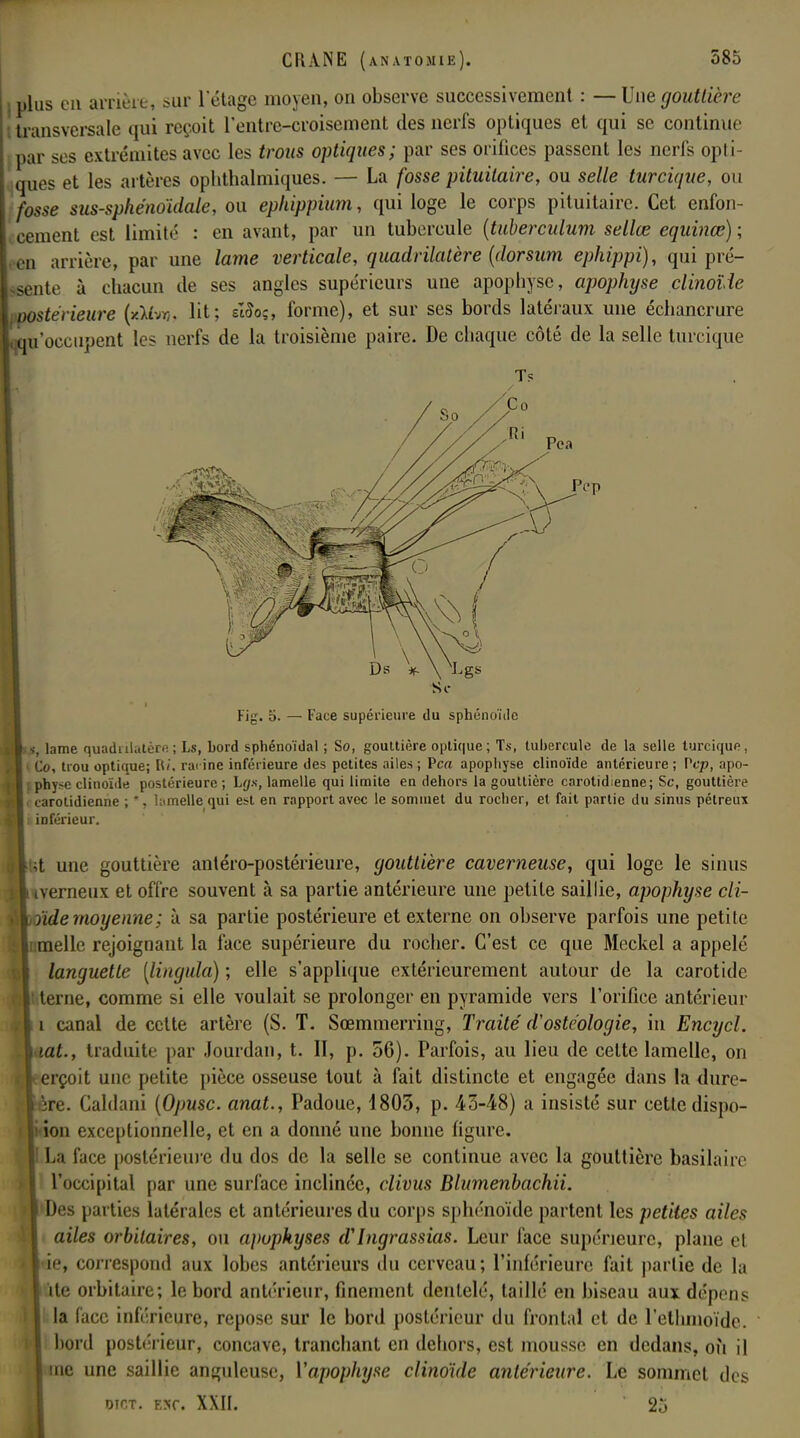 plus en arrière, sur letage moyen, on observe successivement : — Une gouttière I transversale qui reçoit l'entre-croisement des nerfs optiques et qui se continue par ses extrémités avec les trous optiques; par ses orifices passent les nerfs opti- ques et les artères ophthalmiques. — La fosse pituitaire, ou selle turcique, ou fosse sus-spkénoïdale, ou ephippium, qui loge le corps pituitaire. Cet enfon- cement est limité : en avant, par un tubercule (tuberculum sellœ equinœ) ; en arrière, par une lame verticale, quadrilatère (dorsum ephippi), qui pré- sente à chacun de ses angles supérieurs une apophyse, apophyse clinoïde )stérieure (x/ivr,. lit; eîSo;, forme), et sur ses bords latéraux une échancrure m'occupent les nerfs de la troisième paire. De chaque côté de la selle turcique 4m* Fig. o. — Face supérieure du sphénoïde tm, lame quadrilatère; Ls, bord sphénoïdal ; So, gouttière optique; Ts, tubercule de la selle turcique, • Co, trou optique; Ri, ra< ine inférieure des petites ailes ; Pcrc apophyse clinoïde antérieure ; Vcp, apo- . physe clinoïde postérieure; Lgx, lamelle qui limite en dehors la gouttière carotidienne; Se, gouttière carotidienne ; *, lamelle qui est en rapport avec le sommet du rocher, et fait partie du sinus pétreux inférieur. ;t une gouttière antéro-postérieure, gouttière caverneuse, qui loge le sinus \ iverneux et offre souvent à sa partie antérieure une petite saillie, apophyse cli- jtde moyenne; à sa partie postérieure et externe on observe parfois une petite nielle rejoignant la face supérieure du rocher. C'est ce que Meckel a appelé I languette [lingula) ; elle s'applique extérieurement autour de la carotide ! terne, comme si elle voulait se prolonger en pyramide vers l'orifice antérieur I i canal de cette artère (S. T. Sœmmerring, Traité d'ostéologie, in Encycl. Viat., traduite par Jourdan, t. II, p. 56). Parfois, au lieu de cette lamelle, on Y erçoit une petite pièce osseuse tout à fait distincte et engagée dans la dure- ère. Caldani (Opusc. anat., Padoue, 1803, p. 43-48) a insisté sur cette dispo- i ion exceptionnelle, et en a donné une bonne figure. ! La face postérieure du dos de la selle se continue avec la gouttière basilaire I l'occipital par une surface inclinée, clivus Blumenbachii. | Des parties latérales et antérieures du corps sphénoïde partent les petites ailes ailes orbilaires, ou apophyses aIngrassias. Leur face supérieure, plane et ie, correspond aux lobes antérieurs du cerveau; l'inférieure fait partie de la ïte orbitaire; le bord antérieur, finement dentelé, taillé en biseau aux dépens la face inférieure, repose sur le bord postérieur du frontal et de l'etlmioïdc. bord postérieur, concave, tranchant en dehors, est mousse en dedans, où il me une saillie anguleuse, Y apophyse clinoïde antérieure. Le sommet des esc. XXII. 2o MOT.