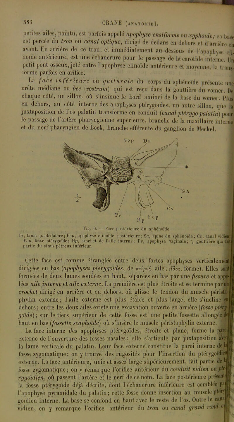 petites ailes, pointu, est parfois appelé apophyse ensiforme ou xyphoïde; sa base est percée du trou ou canal optique, dirigé de dedans en dehors et d'arrièrej avant. En arrière de ce trou, et immédiatement au-dessous de l'apophysi I noïde antérieure, est une échancrure pour le passage de la carotide interne. | petit pont osseux, jeté entre l'apophyse clinoïde antérieure et moyenne, la Innis- l'orme parfois en orifice. La face inférieure ou gutturale du corps du sphénoïde présente une crête médiane ou bec (rostrum) qui est reçu dans la gouttière du vomer. De chaque côté, un sillon, où s'insinue le bord aminci de la base du vomer. Plug en dehors, au côté interne des apophyses ptérygoïdes, un autre sillon, que ld juxtaposition de l'os palatin transforme en conduit {canal ptérygo-palatin) pourj le passage de l'artère pharyngienne supérieure, branche de la maxillaire interne et du nerf pharyngien de Bock, branche efférente du ganglion de Meckel. Fi g-. 6. — Face postérieure du sphénoïde. Ds, lame quadrilatère; Pcp, apophyse clinoïde postérieure; Sa, épine du sphénoïde; Ce, canal vidien; Eop, l'osse ptérygoïde; Hp, crochet de l'aile interne; Pu, apophyse vaginale; *, gouttière qui fait) partie du sinus pétreux inférieur. Cette face est comme étranglée entre deux fortes apophyses verticalement dirigées en bas (apophyses ptérygoïdes, de nzépot, aile; eïSoç, forme). Elles soi! formées de deux lames soudées en haut, séparées en bas par une fissure et appfr lées aile interne et aile externe. La première est plus étroite et se termine parti crochet dirigé en arrière et en dehors, où glisse le tendon du muscle péristt- phylin externe; l'aile externe est plus étalée et plus large, elle s'incline m dehors ; entre les deux ailes existe une excavation ouverte en arrière (fosse ptéry- goïde) ; sur le tiers supérieur de cette fosse est une petite fossette allongée dfe haut en bas (fossette scaphoïde) où s'insère le muscle péristaphylin externe. La face interne des apophyses ptérygoïdes, étroite et plane, forme la p externe de l'ouverture des fosses nasales ; elle s'articule par juxtaposition aved la lame verticale du palatin. Leur face externe constitue la paroi interne de 1| fosse zygomalique; on y trouve des rugosités pour l'insertion du plérygoïdicfl externe. La face antérieure, unie et assez large supérieurement, fait partie de II fosse zygomatique; on y remarque l'orifice antérieur du conduit vidien ou pin rygoïdien, où passent l'artère et le nerf de ce nom. La face postérieure présenta la fosse ptérygoïde déjà décrite, dont Técluincrure inférieure est comblée y- l'apophyse pyramidale du palatin; cette fosse donne insertion au muscle ptaffl goïdien interne. La base se confond en haut avec le reste de l'os. Outre le caMj vidien, on y remarque l'orifice antérieur du trou ou canal grand rond oijj
