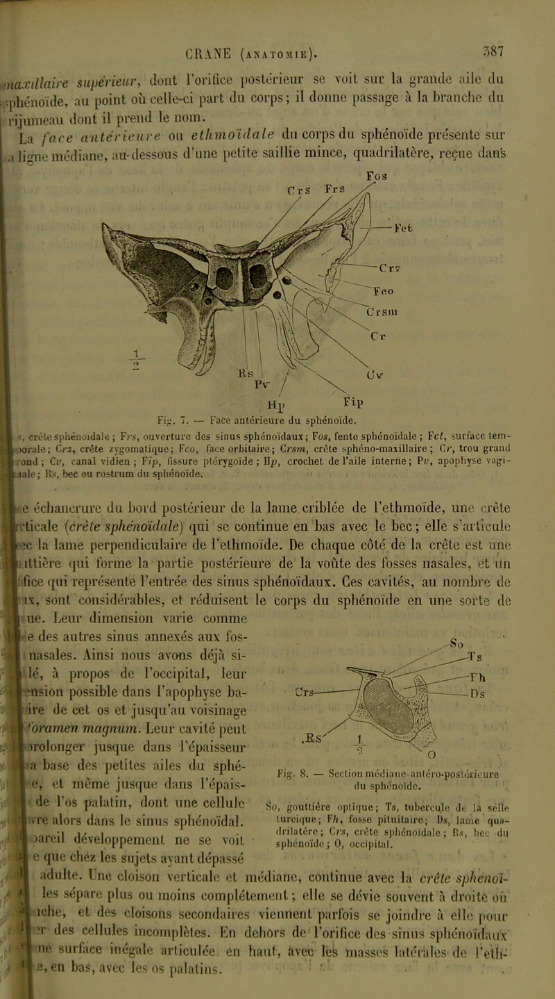 naxillaire supérieur, dont l'orifice postérieur se voit sur la grande aile du phénoide, au point où celle-ci part du corps; il donne passage à la branche du rijumeau dont il prend le nom. La face antérieure ou ethmoïdale du corps du sphénoïde présente sur a K^nemédiane, au-dessous d'une petite saillie mince, quadrilatère, reçue dans Fos Fi;;. 7. — Face antérieure du sphénoïde. -•, crute sphénoïdale ; F/s, ouverture des sinus sphénoïdaux; Fos, fente sphénoïdale ; Fct, surface tem- arale; Crz, crête zygomatique; Fco, face orbitaire; Crstn, crête sphéno-maxillaire ; Cr, trou grand rond ; Cv, canal vidien ; Fip, fissure ptérygoïde ; Up, crochet de l'aile interne ; Pv, apophyse vagi- iab> ; lis, bec ou rostrum du sphénoïde. ne échanerure du bord postérieur de la lame, criblée de l'ethmoïde, une crête fticale {crête sphénoïdale) qui se continue en bas avec le bec; elle s'articule îc la lame perpendiculaire de l'ethmoïde. De chaque côté de la crête est une litière qui forme la partie postérieure de la voûte des fosses nasales, et un jfice qui représente l'entrée des sinus sphénoïdaux. Ces cavités, au nombre de ix, sont considérables, et réduisent le corps du sphénoïde en une sorte de rue. Leur dimension varie comme »le des autres sinus annexés aux fos- ; nasales. Ainsi nous avons déjà si- llé, à propos de l'occipital, leur nsion possible dans l'apophyse ba- ire de cet os et jusqu'au voisinage 'oramen magnum. Leur cavité peut prolonger jusque dans l'épaisseur a base des petites ailes du sphé- e, et même jusque dans l'épais- de l'os palatin, dont une cellule vre alors dans le sinus sphénoïdal. >areil développement ne se voit e que chéz les sujets ayant dépassé adulte. Une cloison verticale et médiane, continue avec la crête sphenoï- les sépare plus ou moins complètement ; elle se dévie souvent à droite nu iche, et des cloisons secondaires viennent parfois se joindre à elle pour i?rdes cellules incomplètes. En dehors de l'orifice des sinus sphénoïdaux ne surface inégale articulée en haut, avec les niasses latérales do IVih- e, en bas, avec les os palatins. .Es Fig. 8. — Section médiane anlcro-postoricure du sphénoïde. So, gouttière optique; Ts, tubercule de la relie turcique; Fh, fosse piluitaire; Ds, lame qua- drilatère ; Os, crête sphénoïdale ; Fis, bec du sphénoïde ; 0, occipital.
