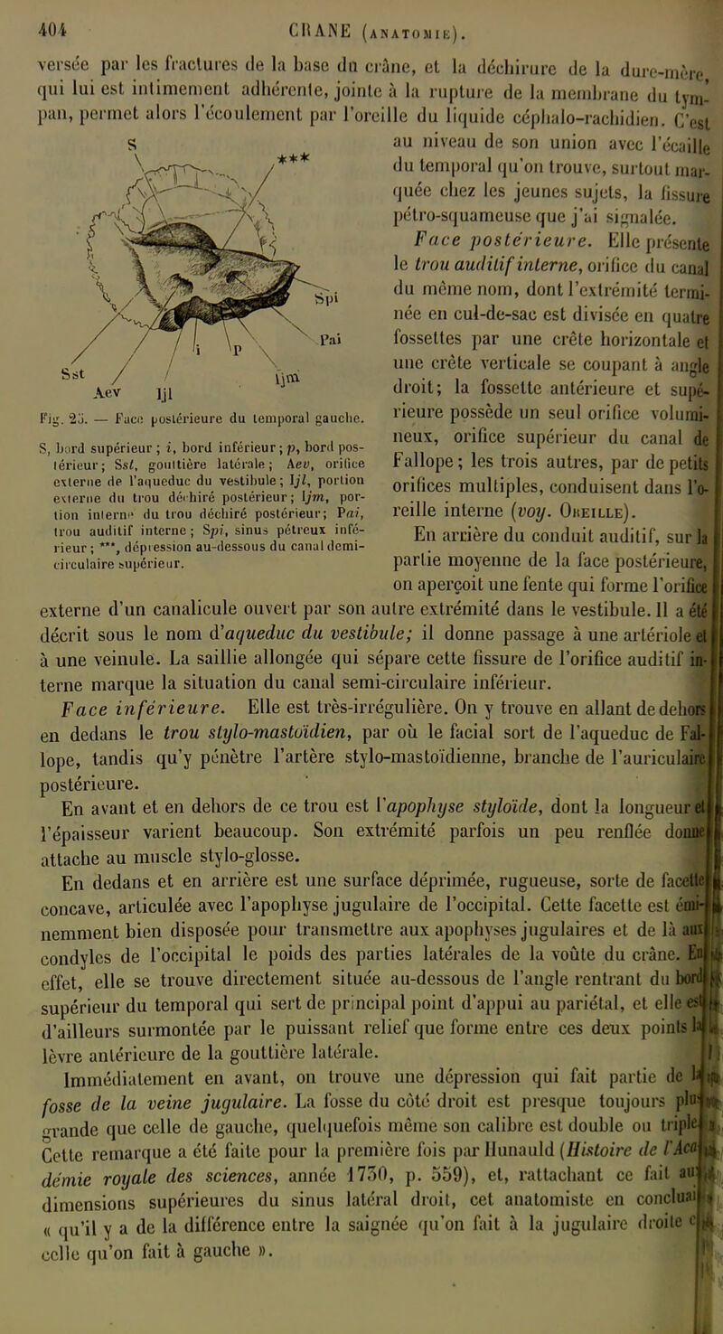 Sst Aev iji Pig. *2d. — Face postérieure du temporal gauclie. S, bord supérieur ; i, bord inférieur ; p, bord pos- lérieur; Ss£, gouttière latérale; Kev, orifice externe de l'aqueduc du vestibule ; portion eiierne du trou dérhiré postérieur; Ijm, por- tion iniern*' du trou déchiré postérieur; Pai, trou auditif interne; Spf, sinus pétreux infé- rieur; ***, dépiession au-dessous du canal demi- circulaire supérieur. 401 CHANE (anatomie). versée par les fractures de la base du crâne, et la déchirure de la dure-mère qui lui est intimement adhérente, jointe à la rupture de la membrane du tym- pan, permet alors l'écoulement par l'oreille du liquide céphalo-rachidien. C'est au niveau de son union avec l'écaillé du temporal qu'on trouve, surtout mar- quée chez les jeunes sujets, la fissure pétro-squameuse que j'ai signalée. Face postérieure. Elle présente le trou auditif interne, orifice du canal du même nom, dont l'extrémité termi- née en cul-de-sac est divisée en quatre fossettes par une crête horizontale et une crête verticale se coupant à angle droit; la fossette antérieure et supé- rieure possède un seul orifice volumi- neux, orifice supérieur du canal Fallope ; les trois autres, par de petil orifices multiples, conduisent dans l'o reille interne (voy. Oheille). En arrière du conduit auditif, sur] partie moyenne de la face postérieur on aperçoit une fente qui forme l'orifice externe d'un canalicule ouvert par son autre extrémité dans le vestibule. 11 a éi décrit sous le nom d'aqueduc du vestibule; il donne passage à une artériole à une veinule. La saillie allongée qui sépare cette fissure de l'orifice auditif terne marque la situation du canal semi-circulaire inférieur. Face inférieure. Elle est très-irrégulière. On y trouve en allant dedehq en dedans le trou stylo-mastoïdien, par où le facial sort de l'aqueduc de Fi lope, tandis qu'y pénètre l'artère stylo-mastoïdienne, branche de l'auricul postérieure. En avant et en dehors de ce trou est ['apophyse styloïde, dont la longueur l'épaisseur varient beaucoup. Son extrémité parfois un peu renflée do; attache au muscle stylo-glosse. En dedans et en arrière est une surface déprimée, rugueuse, sorte de fa concave, articulée avec l'apophyse jugulaire de l'occipital. Cette facette est éi nemment bien disposée pour transmettre aux apophyses jugulaires et de là aux condyles de l'occipital le poids des parties latérales de la voûte du crâne, effet, elle se trouve directement située au-dessous de l'angle rentrant du h supérieur du temporal qui sert de principal point d'appui au pariétal, et elle d'ailleurs surmontée par le puissant relief que forme entre ces deux points I lèvre antérieure de la gouttière latérale. Immédiatement en avant, on trouve une dépression qui fait partie de l fosse de la veine jugulaire. La fosse du côté droit est presque toujours pta «n'ande que celle de gauche, quelquefois même son calibre est double ou triplcl 3 Cette remarque a été faite pour la première fois par Hunauld {Histoire de l'AcaM démie royale des sciences, année 1730, p. 559), et, rattachant ce fait auW dimensions supérieures du sinus latéral droit, cet anatomiste en concluait « qu'il y a de la différence entre la saignée qu'on fait à la jugulaire droite cm celle qu'on fuit à gauche ».