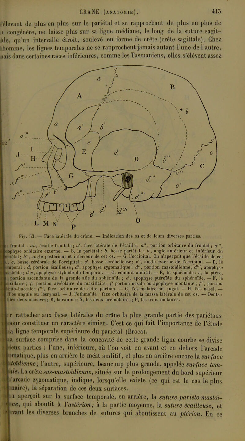 'élevant de plus en plus sur le pariétal et se rapprochant de plus en plus de i congénère, ue laisse plus sur sa ligne médiane, le long de la suture sagit- ile, qu'un intervalle étroit, soulevé en l'orme de crête (crêle sagittale). Chez homme, les lignes temporales ne se rapprochent jamais autant l'une de l'autre, lais dans certaines races inférieures, comme les Tasmaniens, elles s'élèvent assez Fis. 32. — Face latérale du crâne. — Indication des os et de leurs diverses parties. frontal : aa, écaille frontale; a', face latérale de l'écaillé; a, portion oibitaire du frontal; a', pphyse oibitaire externe. — D, le pariétal : b, bosse pariétale; V, angle antérieur et inférieur du riétal; b, angle postérieur et inférieur de cet os. — G, l'occipital. On n'aperçoit que l'écaillé de cet . c, bosse cérébrale de l'occipital; c', bosse cérébelleuse; c, angle externe de l'occipital. — D, le npoial : d, portion écailleuse; d', apophyse zygomatique ; d, portion mastoïdienne; d', apophyse îstoïde; div, apophyse styloïde du temporal. — 0, conduit auditif. — E, le sphénoïde : e, la ptère, portion ascendante de la grande aile du sphénoïde ; e', apophyse ptéroïde du sphénoïde. — F, le •xillaire; f, portion alvéolaire du maxillaire; f portion nasale ou apophyse montante; f, portion oito-buccale; f, face orbitaire de celte portion. —G, l'os malaire ou jugal. —H, l'os nasal. — l'os unguis ou lacrymal. — J, l'ethmoïde : face orbitaire de la masse latérale de cet os. — Dents : les deux incisives; M, la canine; N, les deux prémolaires ; P, les trois molaires. r rattacher aux faces latérales du crâne la plus grande partie des pariétaux • K>ur constituer un caractère simien. C'est ce qui fait l'importance de l'étude a ligne temporale supérieure du pariétal (Broca). ia surface comprise dans la concavité de cette grande ligne courbe se divise etu parties : l'une, inférieure, où l'on voit en avant et en dehors l'arcade ►matique, plus en arrière le méat auditif, et plus en arrière encore la surface I toidienne; l'autre, supérieure, beaucoup plus grande, appelée surface tem- | de. La crêle sus-mastoïdienne, située sur le prolongement du bord supérieur 'arcade zygomatique, indique, lorsqu'elle existe (ce qui est le cas le plus | naire), la séparation de ces deux surfaces. ka aperçoit sur la surface temporale, en arrière, la suture pariéto-mastoï- | ne, qui aboutit à Yaslérion; à la partie moyenne, la suture écailleuse, et