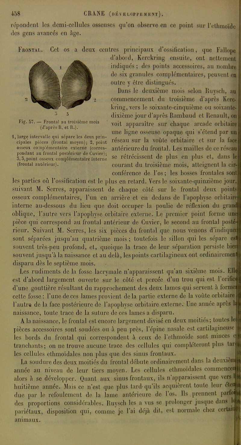 répondent les demi-cellules osseuses qu'on observe en ce point sur l'elhmoïde des gens avancés en âge. Fig. î>7. — Frontal au troisième mois (d'après R. et R.). Frontal. Cet os a deux centres principaux d'ossification, que Fallope d'abord, Kerckring ensuite, ont nettement indiqués ; des points accessoires, au nombre de six granules complémentaires, peuvent en outre y être distingués. Dans le deuxième mois selon Ruyscb, au commencement du troisième d'après Kerc- kring, vers le soixante-cinquième ou soixante- dixième jour d'après Rambaud et Renault, ou voit apparaître sur chaque arcade orbitaire une ligne osseuse opaque qui s'étend par un I, large intervalle qui sépare les deux prin- , . .. , P cipaies pièces (frontal moyen); 2, point reseau sur la voûte orbitairc et sur la lace osseux complémentaire externe (corres- antérieure du frontal. Les mailles de ce réseau pondant au frontal postérieur de Cuvier): , • j , i j fi 5,3,point osseux complémentaire interne se rétrécissent de plus en plus et, dans M (frontal antérieur). courant du troisième mois, atteignent la ci» conférence de l'os ; les bosses frontales sont les parties où l'ossification est le plus en retard. Vers le soixante-quinzième jour, suivant M. Serres, apparaissent de chaque côté sur le frontal deux points osseux complémentaires, l'un en arrière et en dedans de l'apophyse orbilai interne au-dessous du lieu que doit occuper la poulie de réflexion du gra oblique, l'autre vers l'apophyse orbi taire externe. Le premier point forme lui pièce qui correspond au frontal antérieur de Cuvier, le second au frontal post rieur. Suivant M. Serres, les six pièces du frontal que nous venons d'indiqué! sont séparées jusqu'au quatrième mois ; toutefois le sillon qui les sépare souvent très-peu profond, et, quoique la trace de leur séparation persiste bi: souvent jusqu'à la naissance et au delà, les points cartilagineux ont ordinairemen disparu dès le septième mois. Les rudiments de la fosse lacrymale n'apparaissent qu'au sixième mois. EU est d'abord largement ouverte sur le côté et percée d'un trou qui est l'oriÊË d'une gouttière résultant du rapprochement des deux lames qui servent à forr cette fosse : l'une de ces lames provient delà partie externe de la voûte orbitaire l'autre de la face postérieure de l'apophyse orbitaire externe. Une année après 1 naissance, toute trace de la suture de ces lames a disparu. A la naissance, le frontal est encore largement divisé en deux moitiés ; toutes le pièces accessoires sont soudées ou à peu près, l'épine nasale est cartilagineuse les bords du frontal qui correspondent à ceux de l'elhmoïde sont minces tranchants; on ne trouve aucune trace des cellules qui compléteront plus i;n les cellules ethmoïdales non plus que des sinus frontaux. La soudure des deux moitiés du frontal débute ordinairement dans la deux» année au niveau de leur tiers moyen. Les cellules ethmoïdales commence alors à se développer. Quant aux sinus frontaux, ils n'apparaissent que vers huitième année. Mais ce n'est que plus tard-qu'ils acquièrent toute leur é due par le refoulement de la lame antérieure de l'os. Ils prennent parfo des proportions considérables. Ruyscb les a vus se prolonger jusque dans 1 pariétaux, disposition qui, comme je l'ai déjà dit, est normale chez ccrtai animaux.