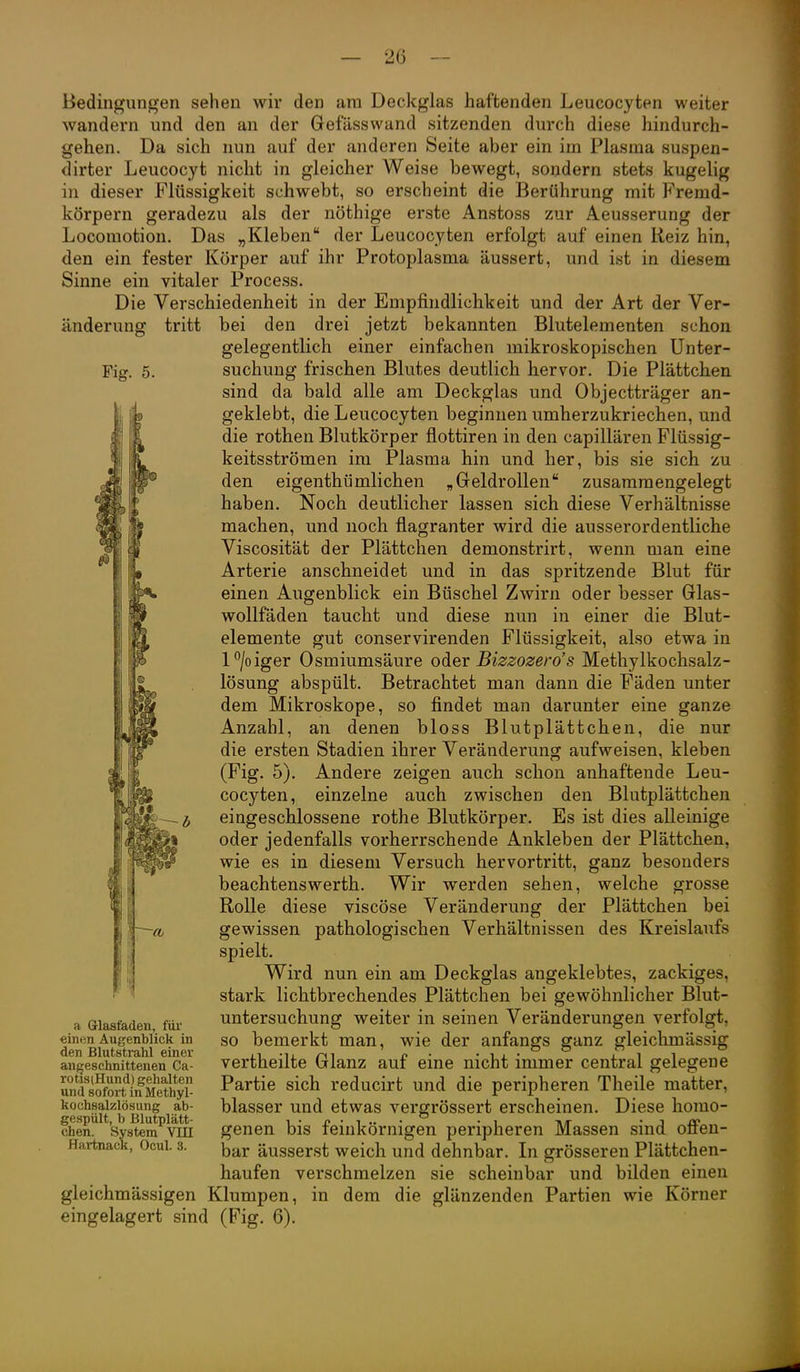 Fig. 5. Bedingungen sehen wir den am Deckglas haftenden Leucocyten weiter wandern und den an der Gefässwand sitzenden durch diese hindurch- gehen. Da sich nun auf der anderen Seite aber ein im Plasma suspen- dirter Leucocyt nicht in gleicher Weise bewegt, sondern stets kugelig in dieser Flüssigkeit schwebt, so erscheint die Berührung mit Fremd- körpern geradezu als der nöthige erste Anstoss zur Aeusserung der Loconiotion. Das „Kleben der Leucocyten erfolgt auf einen Reiz hin, den ein fester Körper auf ihr Protoplasma äussert, und ist in diesem Sinne ein vitaler Process. Die Verschiedenheit in der Empfindlichkeit und der Art der Ver- änderung tritt bei den drei jetzt bekannten Blutelementen schon gelegentlich einer einfachen mikroskopischen Unter- suchung frischen Blutes deutlich hervor. Die Plättchen sind da bald alle am Deckglas und Objectträger an- geklebt, die Leucocyten beginnen umherzukriechen, und die rothen Blutkörper flottiren in den capillären Flüssig- keitsströmen im Plasma hin und her, bis sie sich zu den eigenthümlichen „ Geldrollen zusammengelegt haben. Noch deutlicher lassen sich diese Verhältnisse machen, und noch flagranter wird die ausserordentliche Viscosität der Plättchen demonstrirt, wenn man eine Arterie anschneidet und in das spritzende Blut für einen Augenblick ein Büschel Zwirn oder besser Glas- wollfäden taucht und diese nun in einer die Blut- elemente gut conservirenden Flüssigkeit, also etwa in l°/oiger Osmiumsäure oder Bizzozero's Methylkochsalz- lösung abspült. Betrachtet man dann die Fäden unter dem Mikroskope, so findet man darunter eine ganze Anzahl, an denen bloss Blutplättchen, die nur die ersten Stadien ihrer Veränderung aufweisen, kleben (Fig. 5). Andere zeigen auch schon anhaftende Leu- cocyten, einzelne auch zwischen den Blutplättchen eingeschlossene rothe Blutkörper. Es ist dies alleinige oder jedenfalls vorherrschende Ankleben der Plättchen, wie es in diesem Versuch hervortritt, ganz besonders beachtensWerth. Wir werden sehen, welche grosse Rolle diese viscöse Veränderung der Plättchen bei gewissen pathologischen Verhältnissen des Kreislaufs spielt. Wird nun ein am Deckglas angeklebtes, zackiges, stark lichtbrechendes Plättchen bei gewöhnlicher Blut- untersuchung weiter in seinen Veränderungen verfolgt, so bemerkt man, wie der anfangs ganz gleichmässig vertheilte Glanz auf eine nicht immer central gelegene Partie sich reducirt und die peripheren Theile matter, blasser und etwas vergrössert erscheinen. Diese homo- genen bis feinkörnigen peripheren Massen sind ofi'en- bar äusserst weich und dehnbar. Li grösseren Plättchen- haufen verschmelzen sie scheinbar und bilden einen gleichmässigen Klumpen, in dem die glänzenden Partien wie Körner eingelagert sind (Fig. 6). a Grlasfadeu, fiii- einen Augenblick in den Blutstrahl einer anfjesehnittenen Ca- rotisiHund) gehalten und sofort in Methyl- kochsalzlösung ab- gespült, b Blutplätt- chen. System VUI Hartnack, Ocul. 3.