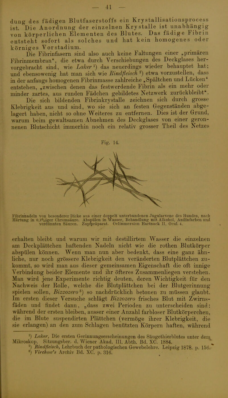 dung des fädigen Bhitfaserstoffs ein Krystallisationsprocess ist. Die Anordnung der einzelnen Krystalle ist unabhängig von körperlichen Elementen des Blutes. Das fädige Fibrin entsteht sofort als solches und hat kein homogenes oder körniges Vorstadium. Die Fibrinfasern sind also auch keine Faltungen einer „primären Fibrinmembran, die etwa durch Verschiebungen des Deckglases her- vorgebracht sind, wie Laker ^) das neuerdings wieder behauptet hat; und ebensowenig hat man sich wie Rindfleisch ^) etwa vorzustellen, dass in der anfangs homogenen Fibrinmasse zahlreiche „Spältchen und Lücken entstehen, „zwischen denen das festwerdende Fibrin als ein mehr oder minder zartes, aus runden Fädchen gebildetes Netzwerk zurückbleibt. Die sich bildenden Fibrinkrystalle zeichnen sich durch grosse Klebrigkeit aus und sind, wo sie sich an festen Gegenständen abge- lagert haben, nicht so ohne Weiteres zu entfernen. Dies ist der Grund, warum beim gewaltsamen Abnehmen des Deckglases von einer geron- nenen Blutschicht immerhin noch ein relativ grosser Theil des Netzes Fig. 14. Fibrinnadeln von besonderer Dicke aus einer doppelt unterbundenen Jugularvene des Hundes, nach Härtung in 0,l%iger Chromsäure. Abspülen in Wasser, Behandlung mit Alkohol, Anilinfarben und verdünnten Säuren. Zup^räparat. Oelimmersion Hartnack II, Ocul. 4. erhalten bleibt und warum wir mit destillirtem Wasser die einzelnen am Deckplättchen haftenden Nadeln nicht wie die rothen Blutkörper abspülen können. Wenn man nun aber bedenkt, dass eine ganz ähn- liche, nur noch grössere Klebrigkeit den veränderten Blutplättchen zu- kommt, so wird man aus dieser gemeinsamen Eigenschaft die oft innige Verbindung beider Elemente und ihr öfteres Zusammenliegen verstehen. Man wird jene Experimente richtig deuten, deren Wichtigkeit für den Nachweis der Rolle, welche die Blutplättchen bei der Blutgerinnung spielen sollen, Bizzozero^) so nachdrücklich betonen zu müssen glaubt. Im ersten dieser Versuche schlägt Bizzozero frisches Blut mit Zwirns- fäden und findet dann, „dass zwei Perioden zu unterscheiden sind: während der ersten bleiben, ausser einer Anzahl farbloser Blutkörperchen, die im Blute suspendirten Plättchen (vermöge ihrer Klebrigkeit, die sie erlangen) an den zum Schlagen bentitzten Körpern haften, während ') Laker, Die ersten Gerinnungserscheinungen des Säugethierblutes unter dem Mikroskop. Sitzungsber. d. Wiener Akad. III. Abth. Bd. XC. 1884. ') jR««rf/Ze/s67t, Lehrbuch der pathologischen Gewebelehre. Leipzig 1878. p. 156.' ) Virchow's Archiv Bd. XC. p. 316.