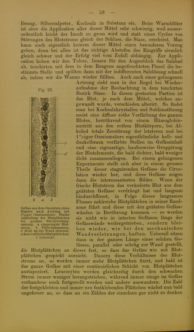 Fig. 23. lösung, Silbersalpeter, Kochsalz in Substanz etc. Beim Warmblüter ist aber die Application aller dieser Mittel sehr schwierig, weil ausser- ordentlich leicht der Insult zu gross wird und statt eines Cyclus von Störungen des Blutstroms gleich der Schluss, die Stase, erscheint. Man kann auch eigentlich keinem dieser Mittel einen besonderen Vorzug geben, denn bei allen ist das richtige Abstufen des Eingriffs ziemlich gleich schwer und der Erfolg viel vom Zufall abhängig. Zur Appli- cation hoben wir den Tubus, Hessen für den Augenblick das Salzbad ab, touchirten mit dem in dem Reagens angefeuchteten Pinsel die be- stimmte Stelle und spülten dann mit der indifferenten Salzlösung schnell ab, indem wir die Wanne wieder füllten. Auch nach einer gelungenen Aetzung sieht man in der Regel bei Wieder- aufnahme der Beobachtung in dem touchirten Bezirk Stase. In diesen gestauten Partien ist das Blut, je nach dem Mittel, welches an- gewandt wurde, verschieden alterirt. So findet man bei Kochsalzkrystallen und Sublimatlösung meist eine diffuse rothe Verfärbung des ganzen Blutes, herrührend von einem Hämoglobin- austritt aus den rothen Blutkörpern, bei Al- kohol totale Zerstörung der letzteren und bei 1^/oiger Osmiumsäure eigenthümliche hell- und dunkelbraun verfärbte Stellen im Gefässinhalt und eine eigenartige, haufenweise Gruppirung der Blutelemente, die bald dichter, bald weniger dicht zusammenliegen. Bei einem gelungenen Experimente stellt sich aber in einem grossen Theile dieser stagnirenden Gefässe die Circu- lation wieder her, und diese Gefässe zeigen dann die interessantesten Bilder. Wenn der frische Blutstrom das veränderte Blut aus dem geätzten Gefässe verdrängt hat und langsam hindurchfliesst, in Folge dieses langsamen Flusses zahlreiche Blutplättchen in seiner Rand- zone führt und diese mit den geätzten Gefäss- wänden in Berührung kommen — so werden sie nicht wie in intacten Gefässen längs der Gefässwände weitergetrieben, sondern blei- ben wieder, wie bei den mechanischen Wandverletzungen, haften. Ueberall sitzen dann in der ganzen Länge eines solchen Ge- lasses, parallel oder schräg zur Wand gestellt, die Blutplättchen an dieser fest, so dass das Gefäss wie mit Blut- plättchen gespickt aussieht. Dauern diese Verhältnisse des Blut- stroms an, so werden immer mehr Blutplättchen fixirt, und bald ist das ganze Gefäss mit einer continuirlichen Schicht von Blutplättchen austapeziert. Leucocyten werden gleichzeitig durch den schwachen Strom immer weniger herangetrieben, während immer einige im Gefiss vorhandene noch fortgerollt werden und andere auswandern. Die Zahl der festgeklebten und immer neu festklebenden Plättchen wächst nun bald ungeheuer an, so dass an ein Zählen der einzelnen gar nicht zu denken Gefäss aus dem Omentum eines Hundes nach Aetzung mit lo/oiger Osmiumsäure. Starke Anhäufung der Blutplättchen bei grosser Stromverlang- samung. a eingeengter Blut- strom , b Plättchenmassen, d dicht an der Wand sitzende, schon verklebteBluttplättchen, c Leucocyt.