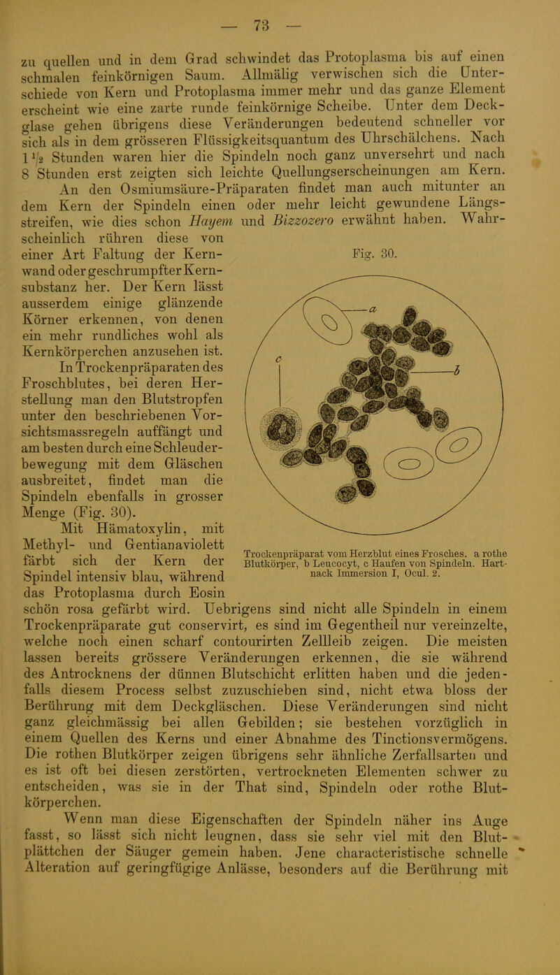 zu quellen und in dem Grad schwindet das Protoplasma bis auf einen schmalen feinkörnigen Saum. Allmälig verwischen sich die Unter- schiede von Kern und Protoplasma immer mehr und das ganze Element erscheint wie eine zarte runde feinkörnige Scheibe. Unter dem Deck- glase gehen übrigens diese Veränderungen bedeutend schneller vor sich als in dem grösseren Flüssigkeitsquantum des Uhrschälchens. Nach 11/2 Stunden waren hier die Spindeln noch ganz unversehrt und nach 8 Stunden erst zeigten sich leichte Quellungserscheinungen am Kern. An den Osmiumsäure-Präparaten findet man auch mitunter an dem Kern der Spindeln einen oder mehr leicht gewundene Längs- streifen, wie dies schon Hayem und Bizzozero erwähnt haben. Wahr- scheinlich rühren diese von einer Art Faltung der Kern- wand oder geschrumpfter Kern- substanz her. Der Kern lässt ausserdem einige glänzende Körner erkennen, von denen ein mehr rundliches wohl als Kernkörperchen anzusehen ist. In Trockenpräparaten des Froschblutes, bei deren Her- stellung man den Blutstropfen unter den beschriebenen Vor- sichtsmassregeln auffängt und am besten durch eine Schleuder- bewegung mit dem Gläschen ausbreitet, findet man die Spindeln ebenfalls in grosser Menge (Fig. 30). Mit Hämatoxylin, mit Methyl- und Gentianaviolett färbt sich der Kern der Spindel intensiv blau, während das Protoplasma durch Eosin schön rosa gefärbt wird. Uebrigens sind nicht alle Spindeln in einem Trockenpräparate gut conservirt, es sind im Gegentheil nur vereinzelte, welche noch einen scharf contourirten Zellleib zeigen. Die meisten lassen bereits grössere Veränderungen erkennen, die sie während des Antrocknens der dünnen Blutschicht erlitten haben und die jeden- falls diesem Process selbst zuzuschieben sind, nicht etwa bloss der Berührung mit dem Deckgläschen. Diese Veränderungen sind nicht ganz gleichmässig bei allen Gebilden; sie bestehen vorzüglich in einem Quellen des Kerns und einer Abnahme des Tinctionsvermögens. Die rothen Blutkörper zeigen übrigens sehr ähnliche Zerfallsarteii und es ist oft bei diesen zerstörten, vertrockneten Elementen schwer zu entscheiden, was sie in der That sind, Spindeln oder rothe Blut- körperchen. Wenn man diese Eigenschaften der Spindeln näher ins Auge fasst, so lässt sich nicht leugnen, dass sie sehr viel mit den Blut- • plättchen der Säuger gemein haben. Jene characteristische schnelle ** Alteration auf geringfügige Anlässe, besonders auf die Berührung mit Fig. 30. Trockenpräparat vom Herzblut eines Frosches, a rothe Blutköi-per, b Leucocyt, c Haufen von Spindeln. Hart- nack Immersion I, Ocul. 2.
