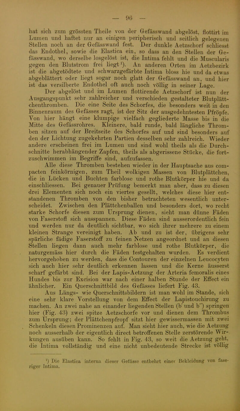 hat sich zum grössten Theile von der Gefässwand abgelöst, flottirt im Lmiien und haftet nur an einigen jieripherisch und seitlich gelegenen Stellen noch an der Gefässwand fest. Der dunkle Aetzschorf schliesst das Endothel, sowie die Elastica ein, so dass an den Stellen der Ge- fässwand, wo derselbe losgelöst ist, die Intima fehlt und die Muscularis gegen den Blutstrom frei liegt An anderen Orten im Aetzbezirk ist die abgetödtete und schwarzgefärbte Intima bloss hie und da etwas abgeblättert oder liegt sogar noch glatt der Gefässwand an, und hier ist das versilberte Endothel oft auch noch völlig in seiner Lage. Der abgelöst und im Lumen flottirende Aetzschorf ist nun der Ausgangspunkt sehr zahlreicher und verschieden gestalteter Blutplätt- chenthromben. Die eine Seite des Schorfes, die besonders weit in den Binnenraum des Gefässes ragt, ist der Sitz der ausgedehntesten Pfröpfe. Von hier hängt eine klumpige vielfach gegliederte Masse bis in die Mitte des Gefässrohres. Kleinere, bald runde, bald längliche Throm- ben sitzen auf der Breitseite des Schorfes auf und sind besonders auf den der Lichtung zugekehrten Partien desselben sehr zahlreich. Wieder andere erscheinen frei im Lumen und sind wohl theils als die Durch- schnitte herabhängender Zapfen, theils als abgerissene Stücke, die fort- zuschwimmen im Begriffe sind, aufzufassen. Alle diese Thromben bestehen wieder in der Hauptsache aus com- pacten feinkörnigen, zum Theil wolkigen Massen von Blutplättchen, die in Lücken und Buchten farblose und rothe Blutkörper hie und da einschliessen. Bei genauer Prüfung bemerkt man aber, dass zu diesen drei Elementen sich noch ein viertes gesellt, welches diese hier ent- standenen Thromben von den bisher betrachteten wesentlich unter- scheidet. Zwischen den Plättchenballen und besonders dort, wo recht starke Schorfe diesen zum Ursprung dienen, sieht man dünne Fäden von Faserstoff sich ausspannen. Diese Fäden sind ausserordentlich fein und werden nur da deutlich sichtbar, wo sich ihrer mehrere zu einem kleinen Strange vereinigt haben. Ab und zu ist der, übrigens sehr spärliche fädige Faserstoff zu feinen Netzen angeordnet und an diesen Stellen liegen dann auch mehr farblose und rothe Blutkörper, die naturgemäss hier durch die Fäden festgehalten wurden. Es verdient hervorgehoben zu werden, dass die Contouren der einzelnen Leucocyten sich auch hier sehr deutlich erkennen lassen und die Kerne äusserst scharf gefärbt sind. Bei der Lapis-Aetzung der Arteria femoralis eines Hundes bis zur Excision war nach einer halben Stunde der Effect ein ähnlicher. Ein Querschnittbild des Gefässes liefert Fig. 43. Aus Längs- wie Querschnittsbildern ist man wohl im Stande, sich eine sehr klare Vorstellung von dem Effect der Lapistouchirung zu machen. An zwei nahe an einander liegenden Stellen (b' und b) springen hier (Fig. 43) zwei spitze Aetzschorfe vor und dienen dem Thrombus zum Ursprung; der Plättchenpfropf sitzt hier gewissermassen mit zwei Schenkeln diesen Prominenzen auf. Man sieht hier auch, wie die Aetzung noch ausserhalb der eigentlich direct betroffenen Stelle zerstörende Wir- kungen ausüben kann. So fehlt in Fig. 43, so weit die Aetzung geht, die Intima vollständig und eine nicht unbedeutende Strecke ist völlig ') Die Elastica interna dieser Gefässe entbehrt einev Bekleidung von fase- riger Intima.