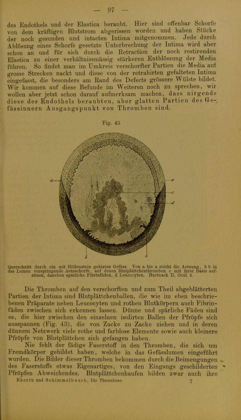 des Endothels und der Elastica beraubt. Hier sind offenbar Schorfe von dem kräftigen Blutstrom abgerissen worden und haben Stücke der noch gesunden und intacten Intima mitgenommen. Jede durch Ablösung eines Schorfs gesetzte Unterbrechung der Intima wird aber schon an und für sich durch die Retraction der noch restirenden Elastica zu einer verhältnissmässig stärkeren Entblössung der Media führen. So findet man im Umkreis verschorfter Partien die Media auf grosse Strecken nackt und diese von der retrahirten gefalteten Intima eingefasst, die besonders am Rand des Defects grössere Wülste bildet. Wir kommen auf diese Befunde im Weiteren noch zu sprechen, wir wollen aber jetzt schon darauf aufmerksam machen, dass nirgends diese des Endothels beraubten, aber glatten Partien des Ge- fässinnern Ausgangspunkt von Thromben sind. Fig. 43. Querschnitt durch ein mit Höllenstein geätztes Gefäss. Von a bis a reicht die Aetzung, b b in das Lumen vorspringende Aetzschorfej auf denen Blutplättchenthromben c mit ihrer Basis auf- sitzen, daneben spärliche Fibrinfäden, d Leucocyten. Hartnack H, Ocul. 2. Die Thromben auf den verschorften und zum Theil abgeblätterten Partien der Intima sind Blutplättchenballen, die wie im eben beschrie- benen Präparate neben Leucocyten und rothen Blutkörpern auch Fibrin- fäden zwischen sich erkennen lassen. Dünne und spärliche Fäden sind es, die hier zwischen den einzelnen isolirten Ballen der Pfröpfe sich ausspannen (Fig. 43), die von Zacke zu Zacke ziehen und in deren dünnem Netzwerk viele rothe und farblose Elemente sowie auch kleinere Pfröpfe von Blutplättchen sich gefangen haben. Nie fehlt der fädige Faserstoff in den Thromben, die sich um Fremdkörper gebildet haben, welche in das Gefässlumen eingeführt wurden. Die Bilder dieser Thromben bekommen durch die Beimengungen . des Faserstoffs etwas Eigenartiges, von den Eingangs geschilderten Pfröpfen Abweichendes. Blutplättchenhaufen bilden zwar auch ihre Eberth und Schimmelb u seil, Die Thrombose. 7