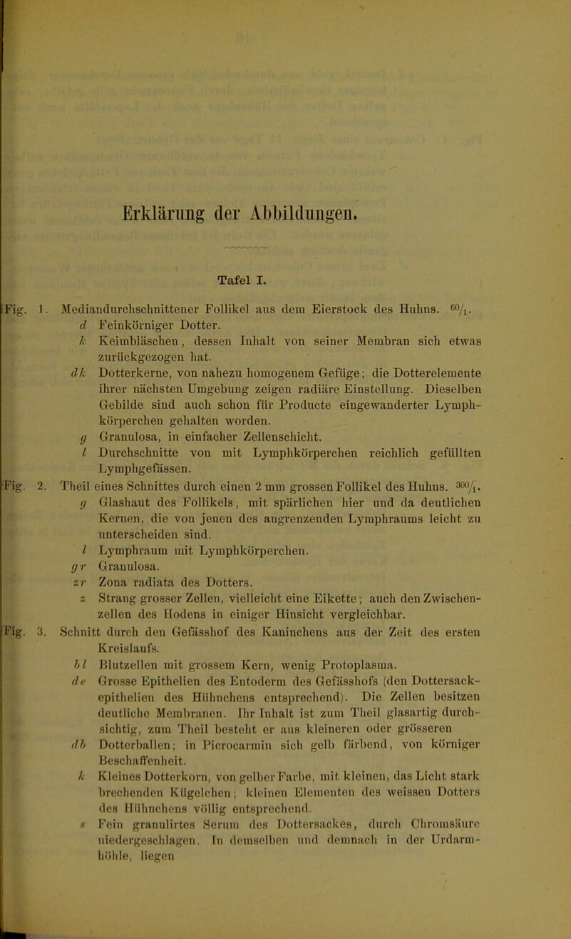 Erklärung der Abbildungen. Tafel I. ;Fig. 1. Mediandurclischnittener Follikel aus dem Eierstock des Huhns, ^li. cl Feinkörniger Dotter. k Keimbläschen, dessen Inhalt von seiner Membran sich etwas zurückgezogen hat. dk Dotterkerne, von nahezu homogenem Gefüge; die Dotterelemente ihrer nächsten Umgebung zeigen radiäre Einstellung. Dieselben Gebilde sind auch schon für Producte eingewanderter Lymph- körperchen gehalten worden. g Granulosa, in einfacher Zellenschicht. l Durchschnitte von mit Lymplikörperchen reichlich gefüllten Lyraphgefässen. Fig. 2. Theil eines Schnittes durch einen 2 mm grossen Follikel des Huhns. 300/,. (j Glashaut des Follikels, mit spärlichen hier und da deutlichen Kernen, die von jenen des angrenzenden Lymphraums leicht zu unterscheiden sind. l Lymphraum mit Lymphkörperchen. g r Granulosa. zr Zona radiata des Dotters, s Strang grosser Zellen, vielleicht eine Eikette; auch den Zwischen- zellen des Hodens in einiger Hinsicht vergleichbar. Fig. 3. Schnitt durch den Gefässhof des Kaninchens aus der Zeit des ersten Kreislaufs. hl Blutzellen mit grossem Kern, wenig Protoplasma. de Grosse Epithelien des Entoderm des Gefässliofs (den Dottersack- epithelien des Hühnchens entsprechend). Die Zellen besitzen deutliche Membranen. Ihr Inhalt ist zum Theil glasartig dvu-ch- sichtig, zum Theil besteht er ans kleineren oder grösseren ilh Dotterballon; in Picrocarmin sich gelb färbend, von körniger Beschaffenheit. Kleines Dotterkorn, von gelber Farbe, mit kleinen, das Licht stark brechenden Kügelchen; kleinen Elementen des weissen Dotters des Iliilinchens völlig entsprechend, •s Fein granulirtcs Herum des Dottersackes, durch Ciiromsäure niedergeschlagen. In demselben und demnach in der Urdarm- iiülile, liegen