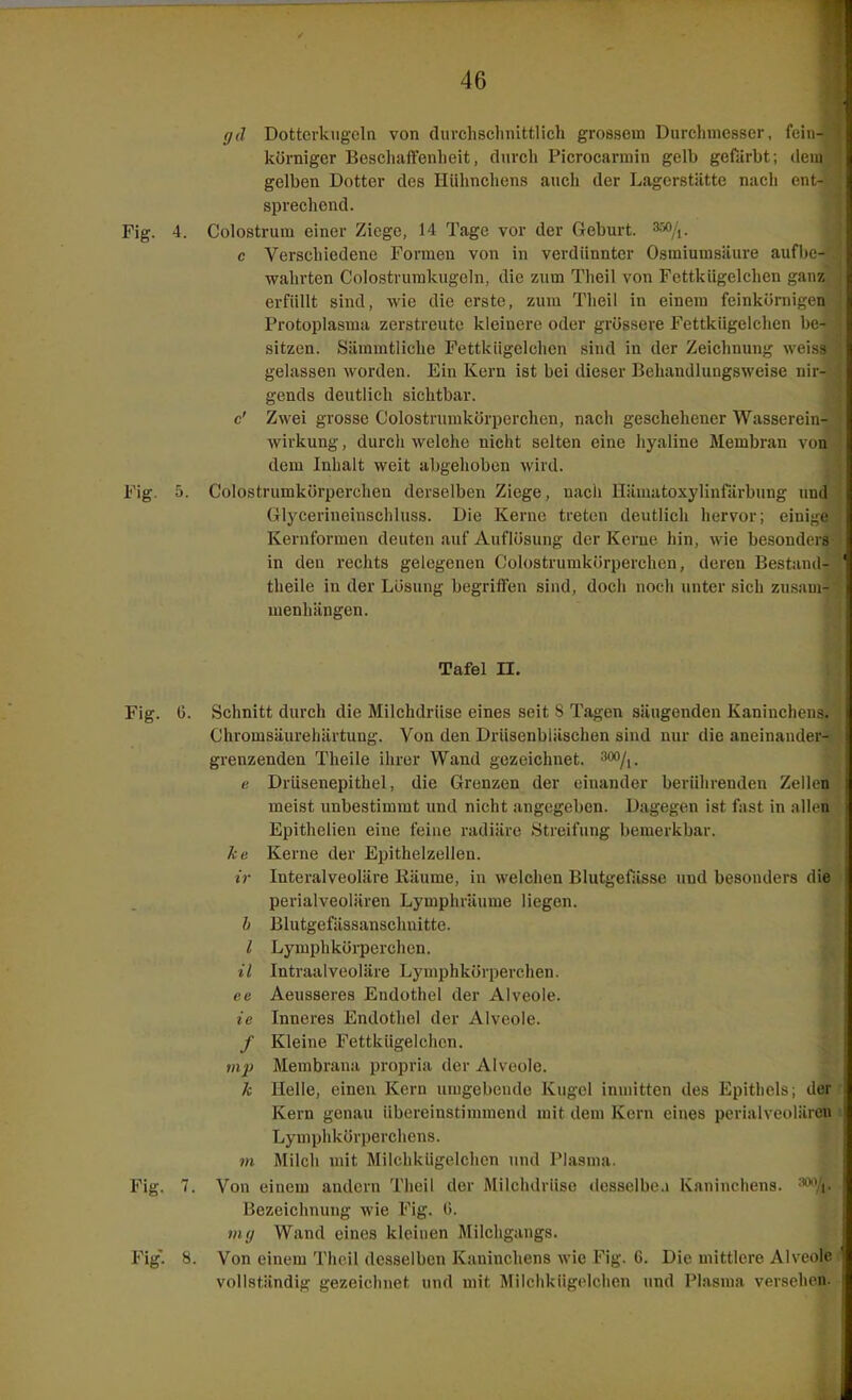 (jd Dottcrkiigcln von durchschnittlich grossem Durchmesser, fein- körniger Bescliaffenheit, durch Picrocarmin gelb gefärbt; dem gelben Dotter des Hühnchens auch der Lagerstätte nach ent- sprechend. Fig. 4. Colostrum einer Ziege, 14 Tage vor der Geburt, ^^j^. c Verschiedene Formen von in verdünnter Osmiumsiiure auflie- wahrten Colostvumkugcln, die zum Theil von Fettkügelchen ganz erfüllt sind, wie die erste, zum Theil in einem feinkörnigen Protoplasma zerstreute kleinere oder grössere Fettkügelchen be- sitzen. Siimmtliche Fettkügelchen sind in der Zeichnung weiss gelassen worden. Ein Kern ist bei dieser Behandlungsweise nir- gends deutlich sichtbar. c' Zwei grosse Colostrumkörperchen, nach geschehener Wasserein- wirkung , durch welche nicht selten eine hyaline Membran von dem Inhalt weit abgehoben wird. Fig. 5. Colostrumkörperchen derselben Ziege, nach Hiimatoxylinrärbung imd Glycerineinschluss. Die Kerne treten deutlich hervor; einige Kernformen deuten auf Auflösung der Kerne hin, wie besonders in den rechts gelegenen Colostrumkörperchen, deren Bestand- theile in der Lösung begriffen sind, doch noch unter sich zusam- menhängen. Tafel n. Fig. 6. Schnitt durch die Milchdrüse eines seit 8 Tagen säugenden Kaninchens. Chromsäurehärtung. Von den Drüsenbläschen sind mir die aneinander- grenzenden Theile ihrer Wand gezeichnet, '■■^ji. e Drüsenepithel, die Grenzen der einander berührenden Zellen meist unbestimmt imd nicht angegeben. Dagegen ist fast in allen Epithelien eine feine radiäre Streifung bemerkbar. ke Kerne der Epithelzellen. ir Interalveoläre lläume, in welchen Blutgefässe und besonders die perialveolären Lymphräume liegen. b Blutgefässanschuitte. l Lymphkörperchen. il Intraalveoläre Lymphkörperchen. ee Aeusseres Endothel der Alveole. te Inneres Endothel der Alveole. / Kleine Fettkügelchen. mp Membrauji propria der Alveole. k Helle, einen Kern umgebende Kugel inmitten des Epithels; der Kern genau übereinstimmend mit dem Kern eines perialveolären Lymphkörperchens. m Milch mit Milchkügelchen und Plasma. Fig. 7. Von einem andern Theil der Milchdrüse desselbe.i Kaninchens, '^'i. Bezeichnung wie Fig. 0. mg Wand eines kleinen Milchgangs. f-» Fig. 8. Von einem Theil desselben Kaninchens wie Fig. 6. Die mittlere Alveo^ vollständig gezeichnet und mit Milchkügelchen und Plasma versehe^- l