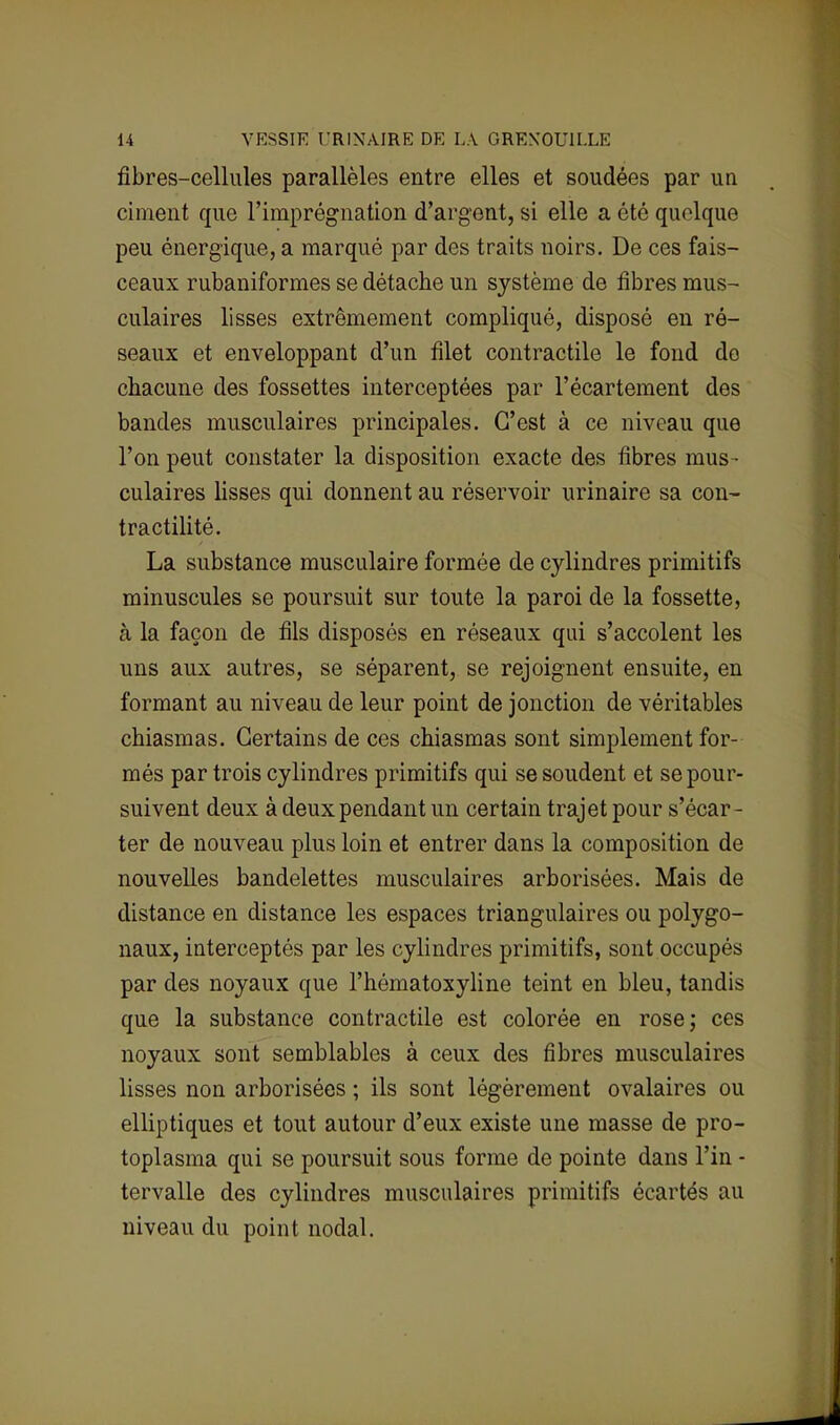 fibres-cellules parallèles entre elles et soudées par un ciment que l'imprégnation d'argent, si elle a été quelque peu énergique, a marqué par des traits noirs. De ces fais- ceaux rubaniformes se détacbe un système de fibres mus- culaires lisses extrêmement compliqué, disposé en ré- seaux et enveloppant d'un filet contractile le fond do chacune des fossettes interceptées par l'écartement des bandes musculaires principales. C'est à ce niveau que l'on peut constater la disposition exacte des fibres mus - culaires lisses qui donnent au réservoir urinaire sa con- tractilité. La substance musculaire formée de cylindres primitifs minuscules se poursuit sur toute la paroi de la fossette, à la façon de fils disposés en réseaux qui s'accolent les uns aux autres, se séparent, se rejoignent ensuite, en formant au niveau de leur point de jonction de véritables chiasmas. Certains de ces chiasmas sont simplement for- més par trois cylindres primitifs qui se soudent et se pour- suivent deux à deux pendant un certain trajet pour s'écar- ter de nouveau plus loin et entrer dans la composition de nouvelles bandelettes musculaires arborisées. Mais de distance en distance les espaces triangulaires ou polygo- naux, interceptés par les cylindres primitifs, sont occupés par des noyaux que l'hématoxyline teint en bleu, tandis que la substance contractile est colorée en rose; ces noyaux sont semblables à ceux des fibres musculaires lisses non arborisées ; ils sont légèrement ovalaires ou elliptiques et tout autour d'eux existe une masse de pro- toplasma qui se poursuit sous forme de pointe dans Pin - tervalle des cylindres musculaires primitifs écartés au niveau du point nodal.