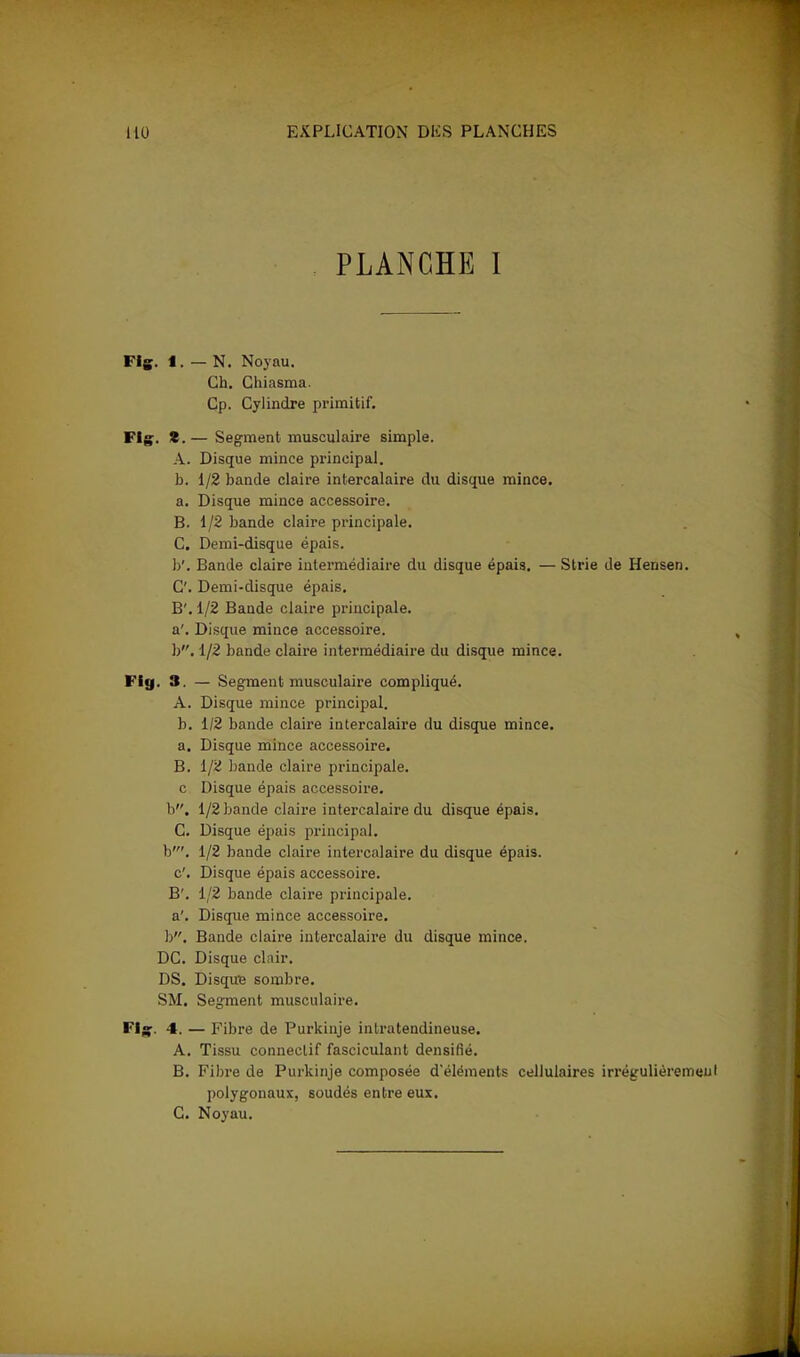 PLANCHE I FIç. 1. — N. Noyau. Ch. Chiasma. Cp. Cylindre primitif. FIg. *. — Serment musculaire simple. A. Disque mince principal. b. 1/2 bande claire intercalaire du disque mince. a. Disque mince accessoire. B. 1/2 bande claire principale. C. Demi-disque épais. b'. Bande claire intermédiaire du disque épais. — Strie de Hensen. C. Demi-disque épais. B'. 1/2 Bande claire principale. a'. Disque mince accessoire. b. 1/2 bande claire intermédiaire du disque mince. Flg. 3. — Segment musculaire compliqué. A. Disque mince principal. b. 1/2 bande claire intercalaire du disque mince, a. Disque mince accessoire. B. 1/2 bande claire principale. c. Disque épais accessoire. b, 1/2 bande claire intercalaire du disque épais. C. Disque épais principal. b'. 1/2 bande claire intercalaire du disque épais, c'. Disque épais accessoire. B'. 1/2 bande claire principale, a'. Disque mince accessoire, b. Bande claire intercalaire du disque mince. DC. Disque clair. DS. Disqufc sombre. SM. Segment musculaire. Flç. 4. — Fibre de Purkinje intratendineuse. A. Tissu connectif fasciculant densifié. B. Fibre de Purkinje composée d'éléments cellulaires irrégulièrement polygonaux, soudés entre eux. C. Noyau.