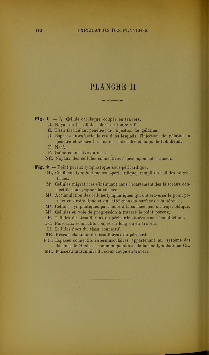 PLANCHE II . t, — A. Cellule cardiaque coupée en travers. B. Noyau de la cellule coloré en rouge vif. C. Tissu fasciculant pénétré par l'injection de gélatine. D. Espaces intrafaaciculaires clans lesquels l'injection de gélatine a pénétré et séparé les uns des autres les champs de Cohnheim. E. Nerf, F. Gaine connective du nerf. NC. Noyaux des cellules connectives à prolongements rameux. . *. —Point poreux lymphatique sous-péricardique. GL. Confluent lymphatique sous-péricardique, rempli de cellules migra- trices. M'. Cellules migratrices s'insinuant dans l'écartement des faisceaux con- nectifs pour gagner la surface. M*. Accumulation des cellules lymphatiques qui ont traversé le point po- reux en droite ligne et qui atteignent la surface de la séreuse. M3. Cellules lymphatiques parvenues à la surface par un trajet oblique. M5. Cellules en voie de progression à travers le point poreux. C P. Cellules du tissu fibreux du péricarde situées sous l'éndothélium. FC. Faisceaux connectifs coupés en long ou en travers. Cf. Cellules fines du tissu connectif. RE. Réseau élastique du tissu fibreux du péricarde. F'C. Espaces connectifs intermusculaires appartenant au système des lacunes de Henle et communiquant avec la lacune lymphatique CL. MC. Faisceau musculaire du cœur coupé en travers.
