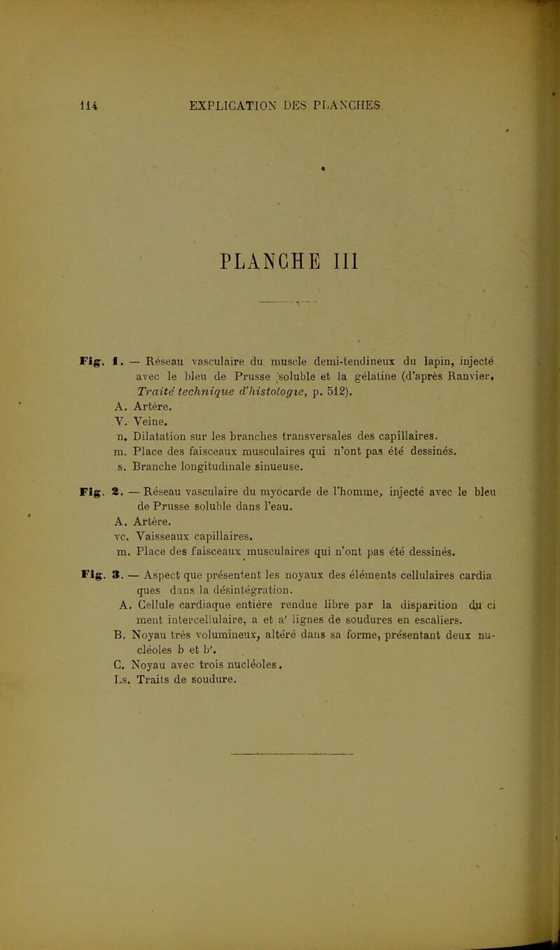 PLANCHE III Fig. 1. — Réseau vasculaire du muscle demi-tendineux du lapin, injecté avec le bleu de Prusse ,'soluble et la gélatine (d'après Ranvier, Traité technique d'histologie, p. 512). A. Artère. V. Veine. n. Dilatation sur les branches transversales des capillaires, m. Place des faisceaux musculaires qui n'ont pas été dessinés, s. Branche longitudinale sinueuse. Flg. 8. — Réseau vasculaire du myocarde de l'homme, injecté avec le bleu de Prusse soluble dans l'eau. A. Artère. vc. Vaisseaux capillaires. m. Place des faisceaux musculaires qui n'ont pas été dessinés. Flg. 3. — Aspect que présentent les noyaux des éléments cellulaires cardia ques dans la désintégration. A. Cellule cardiaque entière rendue libre par la disparition du ci ment iutercellulaire, a et a' lignes de soudures eu escaliers. B. Noyau très volumineux, altéré dans sa forme, présentant deux nu- cléoles b et b'. C. Noyau avec trois nucléoles. Ls. Traits de soudure.
