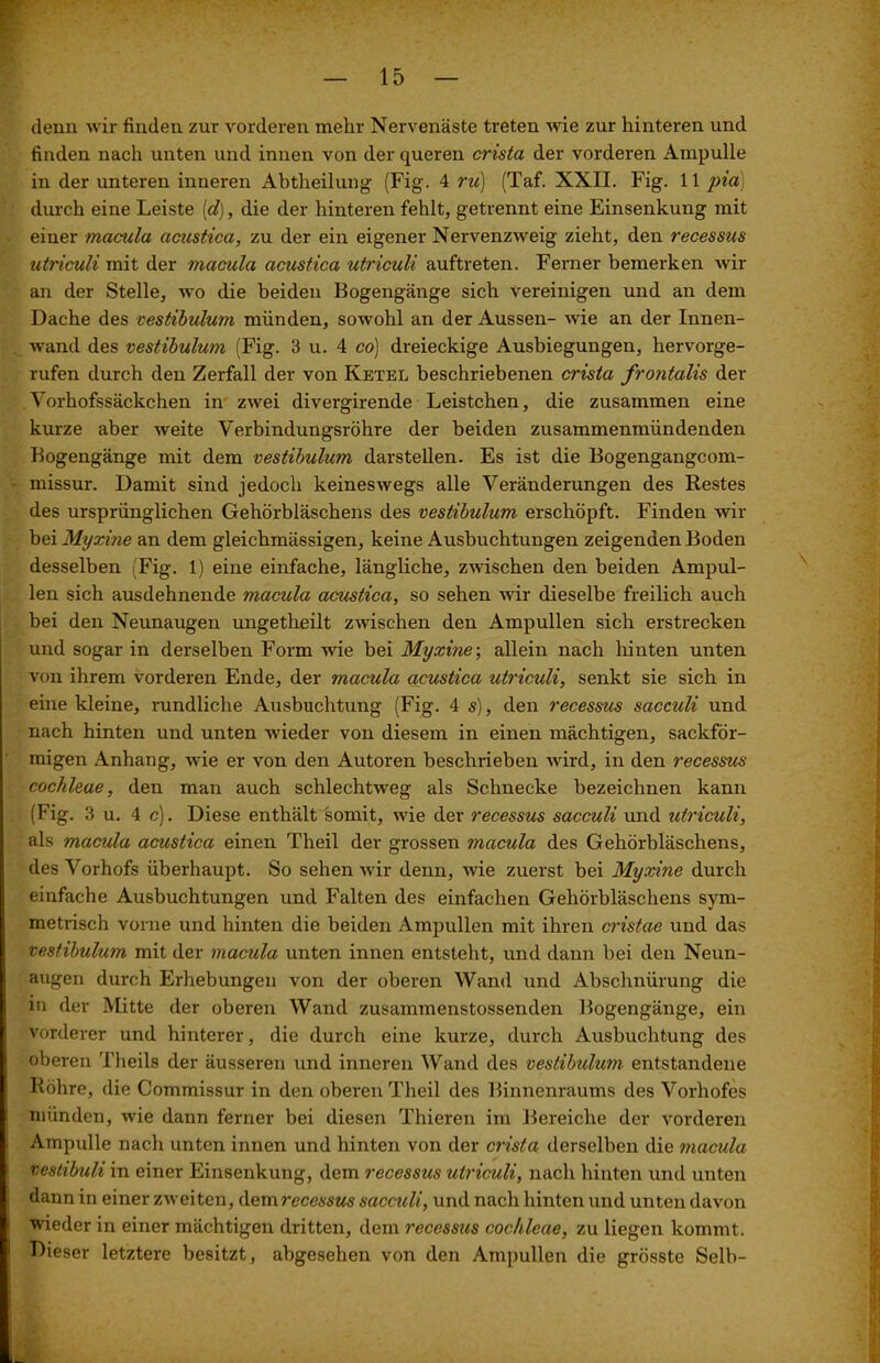 denn wir finden zur vorderen mehr Nervenäste treten wie zur hinteren und finden nach unten und innen von der queren crista der vorderen Ampulle in der unteren inneren Abtheilung (Fig. 4 ru) (Taf. XXII. Fig. 11 pia) durch eine Leiste [d), die der hinteren fehlt, getrennt eine Einsenkung mit einer macula acustica, zu der ein eigener Nervenzweig zieht, den recessus atriculi mit der macula acustica utriculi auftreten. Ferner bemerken wir an der Stelle, wo die beiden Bogengänge sich vereinigen und an dem Dache des vestibulum münden, sowohl an der Aussen- wie an der Innen- wand des vestibulum (Fig. 3 u. 4 co) dreieckige Ausbiegungen, hervorge- rufen durch den Zerfall der von Ketel beschriebenen crista frontalis der Vorhofssäckchen in zwei divergirende Leistchen, die zusammen eine kurze aber weite Verbindungsröhre der beiden zusammenmündenden Bogengänge mit dem vestibulum darstellen. Es ist die Bogengangcom- missur. Damit sind jedoch keineswegs alle Veränderungen des Restes des ursprünglichen Gehörbläschens des vestibulum erschöpft. Finden wir bei Myxine an dem gleichmässigen, keine Ausbuchtungen zeigenden Boden desselben (Fig. 1) eine einfache, längliche, zwischen den beiden Ampul- len sich ausdehnende macula acustica, so sehen wir dieselbe freilich auch bei den Neunaugen ungetheilt zwischen den Ampullen sich erstrecken und sogar in derselben Form wie bei Myxine-, allein nach hinten unten von ihrem vorderen Ende, der macula acustica utriculi, senkt sie sich in eine kleine, rundliche Ausbuchtung (Fig. 4 s), den recessus sacculi und nach hinten und unten wieder von diesem in einen mächtigen, sackför- migen Anhang, wie er von den Autoren beschrieben wird, in den t'ecessus cochleae, den man auch schlechtweg als Schnecke bezeichnen kann (Fig. 3 u. 4 c). Diese enthält somit, wie der recessus sacculi und utriculi, als macula acustica einen Theil der grossen macula des Gehörbläschens, des Vorhofs überhaupt. So sehen wir denn, wie zuerst bei Myxine durch einfache Ausbuchtungen und Falten des einfachen Gehörbläschens sym- metrisch vorne und hinten die beiden Ampullen mit ihren cristae und das vestibulum mit der macula unten innen entsteht, und dann bei den Neun- augen durch Erhebungen von der oberen Wand und Abschnürung die in der Mitte der oberen Wand zusammenstossenden Bogengänge, ein vordei-er und hinterer, die durch eine kurze, durch Ausbuchtung des oberen Theils der äusseren und inneren Wand des vestibulum entstandene Röhre, die Commissur in den oberen Theil des Binnenraums des Vorhofes münden, wie dann ferner bei diesen Thieren im Bereiche der vorderen Ampulle nach unten innen und hinten von der crista derselben die macula vestibuli in einer Einsenkung, dem recessus utriculi, nach hinten und unten dann in einer zweiten, dem recessus sacculi, und nach hinten und unten davon wieder in einer mächtigen dritten, dem recessus cochleae, zu liegen kommt. Dieser letztere besitzt, abgesehen von den Ampullen die grösste Selb-