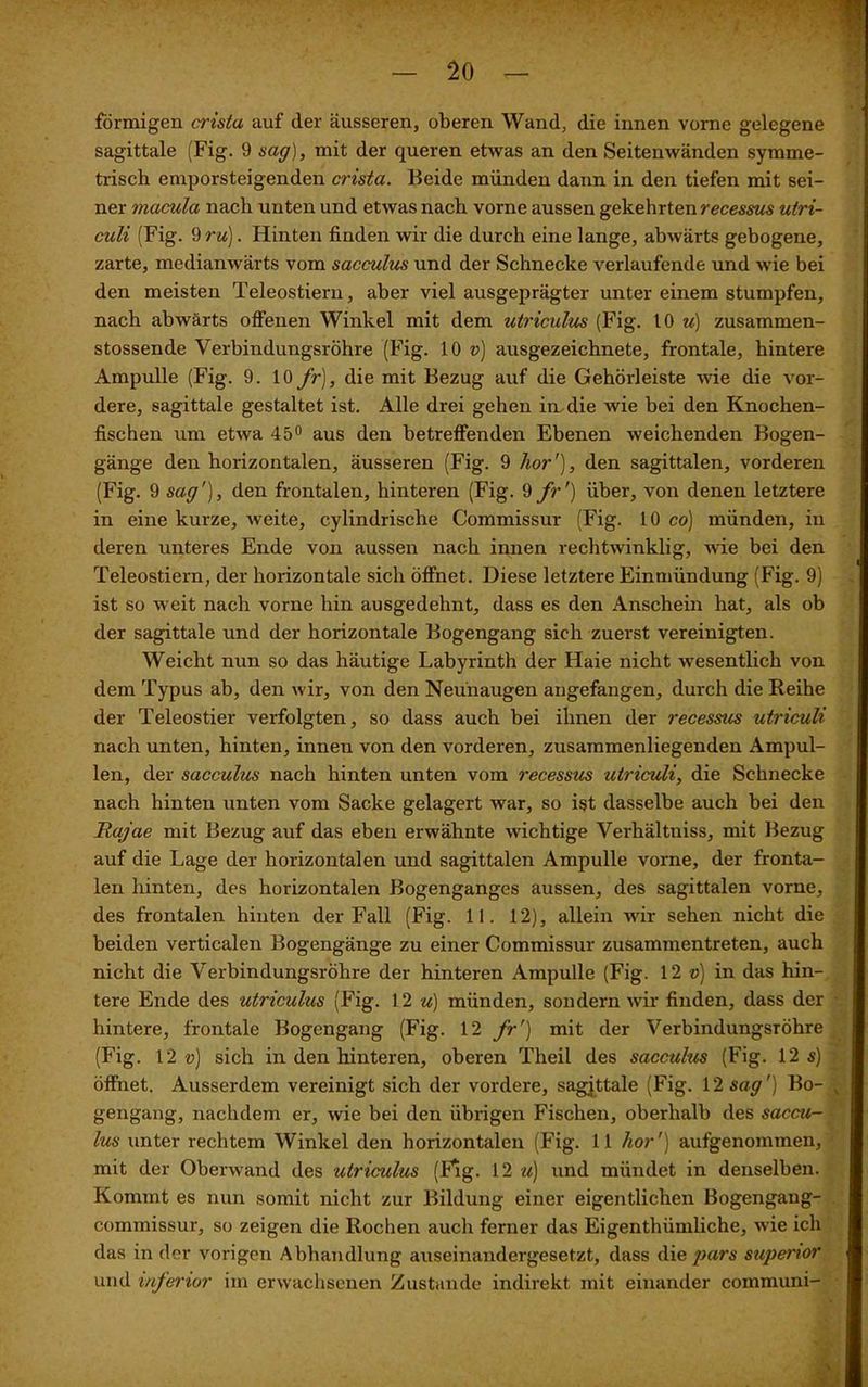 förmigen crista auf der äusseren, oberen Wand, die innen vorne gelegene sagittale (Fig. 9 sag), mit der queren etwas an den Seitenwänden symme- trisch emporsteigenden crista. Beide münden dann in den tiefen mit sei- ner macula nach unten und etwas nach vorne aussen gekehrten recessus utri- culi (Fig. 9 ru). Hinten finden wir die durch eine lange, abwärts gebogene, zarte, medianwärts vom sacculus und der Schnecke verlaufende und wie bei den meisten Teleostiern, aber viel ausgeprägter unter einem stumpfen, nach abwärts offenen Winkel mit dem utriculus (Fig. 10 m) zusammen- stossende Verbindungsröhre (Fig. 10 v) ausgezeichnete, frontale, hintere Ampulle (Fig. 9. 10 fr), die mit Bezug auf die Gehörleiste wie die vor- dere, sagittale gestaltet ist. Alle drei gehen in. die wie bei den Knochen- fischen um etwa 45° aus den betreffenden Ebenen weichenden Bogen- gänge den horizontalen, äusseren (Fig. 9 hör'), den sagittalen, vorderen (Fig. 9 sag'), den frontalen, hinteren (Fig. 9 fr') über, von denen letztere in eine kurze, weite, cylindrische Commissur (Fig. 10 co) münden, in deren unteres Ende von aussen nach innen rechtwinklig, wie bei den Teleostiern, der horizontale sich öffnet. Diese letztere Einmündung (Fig. 9) ist so weit nach vorne hin ausgedehnt, dass es den Anschein hat, als ob der sagittale und der horizontale Bogengang sich zuerst vereinigten. Weicht nun so das häutige Labyrinth der Haie nicht wesentlich von dem Typus ab, den wir, von den Neunaugen angefangen, durch die Reihe der Teleostier verfolgten, so dass auch bei ihnen der recessus utriculi nach unten, hinten, innen von den vorderen, zusammenliegenden Ampul- len, der sacculus nach hinten unten vom recessus titriculi, die Schnecke nach hinten unten vom Sacke gelagert war, so ist dasselbe auch bei den Rajae mit Bezug auf das eben erwähnte wichtige Verhältniss, mit Bezug auf die Lage der horizontalen und sagittalen Ampulle vorne, der fronta- len hinten, des horizontalen Bogenganges aussen, des sagittalen vorne, des frontalen hinten der Fall (Fig. 11. 12), allein wir sehen nicht die beiden verticalen Bogengänge zu einer Commissur zusammentreten, auch nicht die Verbindungsröhre der hinteren Ampulle (Fig. 12 v) in das hin- tere Ende des utriculus (Fig. 12 u) münden, sondern wir finden, dass der hintere, frontale Bogengang (Fig. 12 fr') mit der Verbindungsröhre (Fig. 12 v) sich in den hinteren, oberen Theil des sacculus (Fig. 12 s) öffnet. Ausserdem vereinigt sieb der vordere, sagjttale (Fig. 12 sag') Bo- gengang, nachdem er, wie bei den übrigen Fischen, oberhalb des saccu- lus unter rechtem Winkel den horizontalen (Fig. 11 hör') aufgenommen, mit der Oberwand des utriculus (Fig. 12 u) und mündet in denselben. Kommt es nun somit nicht zur Bildung einer eigentlichen Bogengang- commissur, so zeigen die Rochen auch ferner das Eigenthiimliche, wie ich das in der vorigen Abhandlung auseinandergesetzt, dass die 2)ars superior und inferior im erwachsenen Zustande indirekt mit einander communi-
