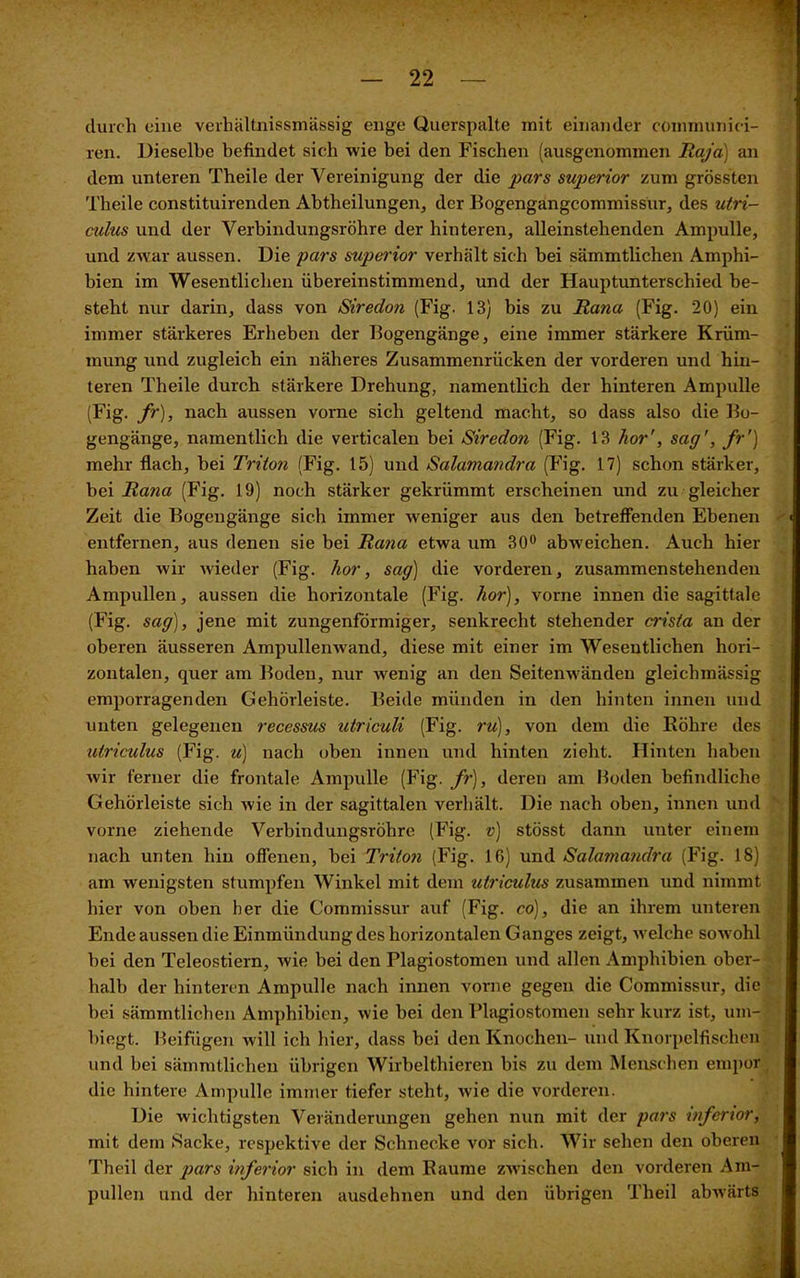 durch eine verhältnissmässig enge Querspalte mit einander communici- ren. Dieselbe befindet sich wie bei den Fischen (ausgenommen Raja) an dem unteren Theile der Vereinigung der die pars superior zum grössten Theile constituirenden Abtheilungen, der Bogengangcommissur, des utri- culus und der Verbindungsröhre der hinteren, alleinstehenden Ampulle, und zwar aussen. Die pars superior verhält sich bei sämmtlichen Amphi- bien im Wesentlichen übereinstimmend, und der Hauptunterschied be- steht nur darin, dass von Siredon (Fig. 13) bis zu Rana (Fig. 20) ein immer stärkeres Erheben der Bogengänge, eine immer stärkere Krüm- mung und zugleich ein näheres Zusammenrücken der vorderen und hin- teren Theile durch stärkere Drehung, namentlich der hinteren Ampulle (Fig. fr), nach aussen vorne sich geltend macht, so dass also die Bo- gengänge, namentlich die verticalen bei Siredon (Fig. 13 hör', sag', fr') mehr flach, bei Triton (Fig. 15) und Salamandra (Fig. 17) schon stärker, bei Ra?ia (Fig. 19) noch stärker gekrümmt erscheinen und zu gleicher Zeit die Bogengänge sich immer weniger aus den betreffenden Ebenen entfernen, aus denen sie bei Rana etwa um 30° abweichen. Auch hier haben wir wieder (Fig. hör, sag) die vorderen, zusammenstehenden Ampullen, aussen die horizontale (Fig. hör), vorne innen die sagittale (Fig. sag), jene mit zungenförmiger, senkrecht stehender crista an der oberen äusseren Ampullenwand, diese mit einer im Wesentlichen hori- zontalen, quer am Boden, nur wenig an den Seitenwänden gleichmässig emporragenden Gehörleiste. Beide münden in den hinten innen und unten gelegenen recessus utriculi (Fig. ru), von dem die Röhre des utriculus (Fig. u) nach oben innen und hinten zieht. Hinten haben wir ferner die frontale Ampulle (Fig. fr), deren am Boden befindliche Gehörleiste sich wie in der sagittalen verhält. Die nach oben, innen und vorne ziehende Verbindungsröhre (Fig. v) stösst dann unter einem nach unten hin offenen, bei Triton (Fig. 16) und Salamandra (Fig. 18) am wenigsten stumpfen Winkel mit dem utriculus zusammen und nimmt hier von oben her die Commissur auf (Fig. co), die an ihrem unteren Ende aussen die Einmündung des horizontalen Ganges zeigt, welche sow ohl bei den Teleostiern, wie bei den Plagiostomen und allen Amphibien ober- halb der hinteren Ampulle nach innen vorne gegen die Commissur, die bei sämmtlichen Amphibien, wie bei den Flagiostomen sehr kurz ist, um- biegt. Beifügen will ich hier, dass bei den Knochen- und Knorpelfischen und bei sämmtlichen übrigen Wirbelthieren bis zu dem Menschen empor die hintere Ampulle immer tiefer steht, wie die vorderen. Die wichtigsten Veränderungen gehen nun mit der pars inferior, mit dem Sacke, respektive der Schnecke vor sich. Wir sehen den oberen Theil der p>ars inferior sich in dem Raume zwischen den vorderen Am- pullen und der hinteren ausdehnen und den übrigen Theil abwärts
