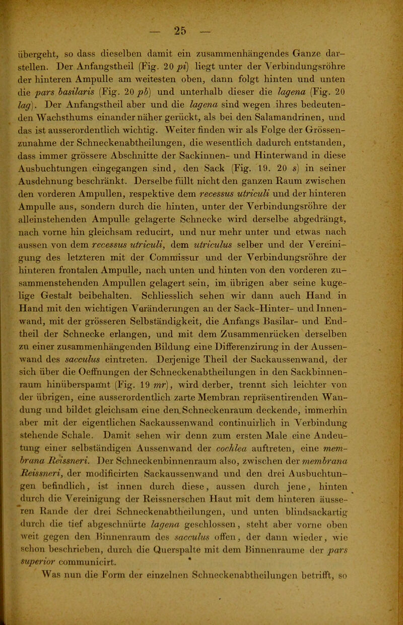 übergeht, so dass dieselben damit ein zusammenhängendes Ganze dar- stellen. Der Anfangstheil (Fig. 10 pi) liegt unter der Verbindungsröhre der hinteren Ampulle am weitesten oben, dann folgt hinten und unten die pars basilaris (Fig. 20 pb) und unterhalb dieser die lagena (Fig. 20 lag). Der Anfangstheil aber und die lagena sind wegen ihres bedeuten- den Wachsthums einander näher gerückt, als bei den Salamandrinen, und das ist ausserordentlich wichtig. Weiter finden wir als Folge der Grössen- zunahme der Schneckenabtheilungen, die wesentlich dadurch entstanden, dass immer grössere Abschnitte der Sackinnen- und Hinterwand in diese Ausbuchtungen eingegangen sind, den Sack (Fig. 19. 20 s) in seiner Ausdehnung beschränkt. Derselbe füllt nicht den ganzen Raum zwischen den vorderen Ampullen, respektive dem recessus utriculi und der hinteren Ampulle aus, sondern durch die hinten, unter der Verbindungsröhre der alleinstehenden Ampulle gelagerte Schnecke wird derselbe abgedrängt, nach vorne hin gleichsam reducirt, und nur mehr unter und etwas nach aussen von dem recessus utriculi, dem utriculus selber und der Vereini- gung des letzteren mit der Commissur und der Verbindungsröhre der hinteren frontalen Ampulle, nach unten und hinten von den vorderen zu- sammenstehenden Ampullen gelagert sein, im übrigen aber seine kuge- lige Gestalt beibehalten. Schliesslich sehen wir dann auch Hand in Hand mit den wichtigen Veränderungen an der Sack-Hinter- und Innen- wand, mit der grösseren Selbständigkeit, die Anfangs Rasilar- und End- theil der Schnecke erlangen, und mit dem Zusammenrücken derselben zu einer zusammenhängenden Bildung eine Differenzirung in der Aussen- wand des sacculus eintreten. Derjenige Theil der Sackaussenwand, der sich über die Oeffnungen der Schneckenabtheilungen in den Sackbinnen- raum hiniiberspatfnt (Fig. 19 mr), wird derber, trennt sich leichter von der übrigen, eine ausserordentlich zarte Membran repräsentirenden Wan- dung und bildet gleichsam eine den Schneckenraum deckende, immerhin aber mit der eigentlichen Sackaussenwand continuirlich in Verbindung- stehende Schale. Damit sehen wir denn zum ersten Male eine Andeu- tung einer selbständigen Aussenwand der cochlea auftreten, eine mem- brana Reissneri. Der Schneckenbinnenraum also, zwischen der membrana Reissneri, der modificirten Sackaussenwand und den drei Aushuchtun- gen befindlich, ist innen durch diese, aussen durch jene, hinten durch die Vereinigung der Reissnerschen Haut mit dem hinteren äusse- ren Rande der drei Schneckenabtheilungen, und unten blindsackartig durch die tief abgeschnürte lagena geschlossen, steht aber vorne oben weit gegen den Binnenraum des sacculus offen, der dann wieder, wie schon beschrieben, durch die Querspalte mit dem Binnenraume der pars Superior communicirt. Was nun die Form der einzelnen Schneckenahtheilungen betrifft, so