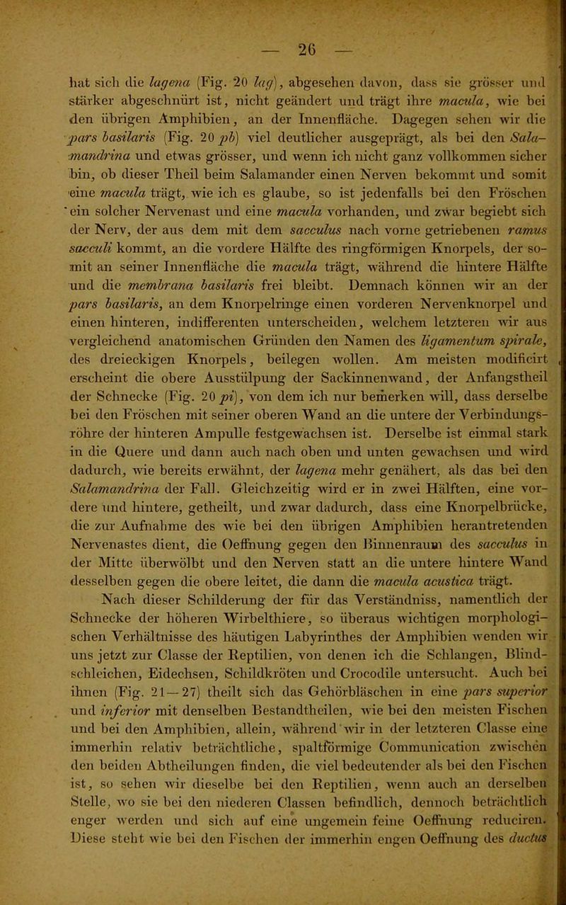 stärker abgeschnürt ist, nicht geändert und trägt ihre macula, wie bei den übrigen Amphibien, an der Innenfläche. Dagegen sehen wir die pars basilaris (Fig. 20 pb) viel deutlicher ausgeprägt, als bei den Sala- ■mandrina und etwas grösser, und wenn ich nicht ganz vollkommen sicher bin, ob dieser Theil beim Salamander einen Nerven bekommt und somit ■eine macula trägt, wie ich es glaube, so ist jedenfalls bei den Fröschen 'ein solcher Nervenast und eine macula vorhanden, und zwar begiebt sich der Nerv, der aus dem mit dem sacculus nach vorne getriebenen ramus sacculi kommt, an die vordere Hälfte des ringförmigen Knorpels, der so- mit an seiner Innenfläche die macula trägt, während die hintere Hälfte und die mcmbrana basilaris frei bleibt. Demnach können wir an der pars basilaris, an dem Knorpelringe einen vorderen Nervenknorpel und einen hinteren, indifferenten unterscheiden, welchem letzteren wir aus vergleichend anatomischen Gründen den Namen des ligamentum spirale, des dreieckigen Knorpels, beilegen wollen. Am meisten modificirt , erscheint die obere Ausstülpung der Sackinnenwand, der Anfangstheil der Schnecke (Fig. 20 pi), von dem ich nur bemerken will, dass derselbe bei den Fröschen mit seiner oberen Wand an die untere der Verbindungs- röhre der hinteren Ampulle festgewachsen ist. Derselbe ist einmal stark in die Quere und dann auch nach oben und unten gewachsen und wird dadurch, Avie bereits erwähnt, der lagena mehr genähert, als das bei den Salamandrina der Fall. Gleichzeitig wird er in ZAvei Hälften, eine vor- dere und hintere, getheilt, und zwar dadurch, dass eine Knorpelbrücke, die zur Aufnahme des wie bei den übrigen Amphibien herantretenden Nervenastes dient, die Oeffnung gegen den Binnenraum des sacculus in der Mitte iibenvölbt und den Nerven statt an die untere hintere Wand desselben gegen die obere leitet, die dann die macida acustica trägt. Nach dieser Schilderung der für das Verständniss, namentlich der Schnecke der höheren Wirbeltliicre, so überaus Aviclitigen morphologi- schen Verhältnisse des häutigen Labyrinthes der Amphibien Avenden Avir uns jetzt zur Classe der Reptilien, von denen ich die Schlangen, Blind- schleichen, Eidechsen, Schildkröten und Crocodile untersucht. Auch bei ihnen (Fig. 21—27) theilt sich das Gehörbläschen in eine pars supct'ior und inferior mit denselben Bestandtheilen, Avie bei den meisten Fischen und bei den Amphibien, allein, Avährend Avir in der letzteren Classe eine immerhin relativ beträchtliche, spaltförmige Communication ZAvischen den beiden Abtheilungen finden, die viel bedeutender als bei den Fischen ist, so sehen Avir dieselbe bei den Reptilien, wenn auch an derselben Stelle, avo sie bei den niederen Classen befindlich, dennoch beträchtlich enger Averden und sich auf eine ungemein feine Oeffnung reducireu. Diese steht Avie bei den Fischen der immerhin engen Oeffnung des dtictus tL