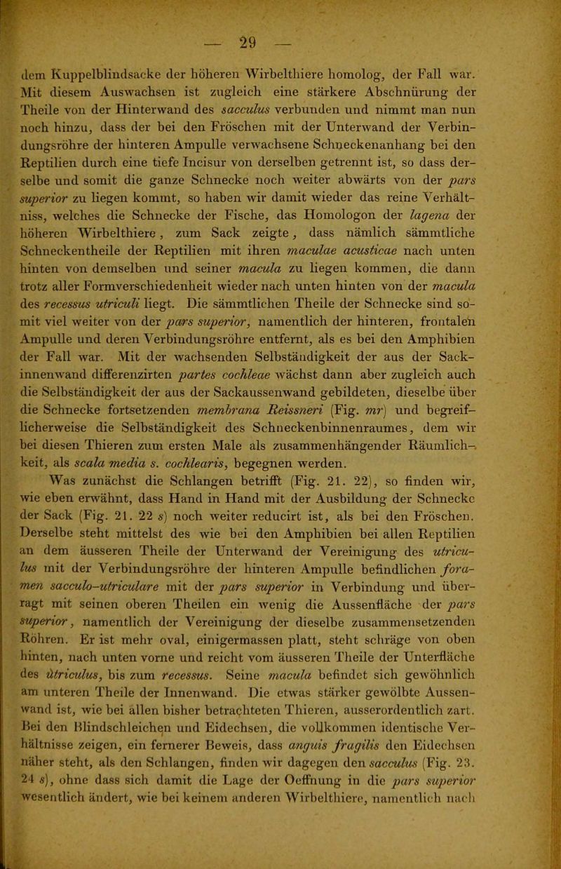 dom Kuppelblindsacke der höheren Wirbelthiere homolog, der Fall war. Mit diesem Auswachsen ist zugleich eine stärkere Abschnürung der Theile von der Hinterwand des sacculus verbunden und nimmt man nun noch hinzu, dass der bei den Fröschen mit der Unterwand der Verbin- dungsröhre der hinteren Ampulle verwachsene Schneckenanhang bei den Reptilien durch eine tiefe Incisur von derselben getrennt ist, so dass der- selbe und somit die ganze Schnecke noch weiter abwärts von der pars superior zu liegen kommt, so haben wir damit wieder das reine Verhält- niss, welches die Schnecke der Fische, das Homologon der lagena der höheren Wirbelthiere, zum Sack zeigte, dass nämlich sämmtliche Schneckentheile der Reptilien mit ihren maculae acusticae nach unten hinten von demselben und seiner macula zu liegen kommen, die dann trotz aller Formverschiedenheit wieder nach unten hinten von der macula des recessus utriculi liegt. Die sämmtlichen Theile der Schnecke sind so- mit viel weiter von der pars superior, namentlich der hinteren, frontalen Ampulle und deren Verbindungsröhre entfernt, als es bei den Amphibien der Fall war. Mit der wachsenden Selbständigkeit der aus der Sack- innenwand differenzirten partes cochleae wächst dann aber zugleich auch die Selbständigkeit der aus der Sackaussenwand gebildeten, dieselbe über die Schnecke fortsetzenden membrana Reissneri (Fig. mr) und begreif- licherweise die Selbständigkeit des Schneckenbinnenraumes, dem wir bei diesen Thieren zum ersten Male als zusammenhängender Räumlich-, keit, als scala media s. cochlearis, begegnen werden. Was zunächst die Schlangen betrifft (füg. 21. 22), so finden wir, wie eben erwähnt, dass Hand in Hand mit der Ausbildung der Schnecke der Sack (Fig. 21. 22 s) noch weiter reducirt ist, als bei den Fröschen. Derselbe steht mittelst des wie bei den Amphibien bei allen Reptilien an dem äusseren Theile der Unter wand der Vereinigung des utricu- lus mit der Verbindungsröhre der hinteren Ampulle befindlichen fora- men sacculo-utriculare mit der pars superior in Verbindung und über- ragt mit seinen oberen Theilen ein wenig die Aussenfläche der pars superior, namentlich der Vereinigung der dieselbe zusammensetzenden Röhren. Er ist mehr oval, einigermassen platt, steht schräge von oben hinten, nach unten vome und reicht vom äusseren Theile der Unterfläche des ütriculus, bis zum recessus. Seine macula befindet sich gewöhnlich am unteren Theile der Innenwand. Die etwas stärker gewölbte Aussen- wand ist, wie bei allen bisher betrachteten Thieren, ausserordentlich zart. Hei den Blindschleichen und Eidechsen, die vollkommen identische Ver- hältnisse zeigen, ein fernerer Beweis, dass anguis fragilis den Eidechsen näher steht, als den Schlangen, finden wir dagegen den sacculus (Fig. 23. 24 «), ohne dass sich damit die Lage der Oeffnung in die pars superior wesentlich ändert, wie bei keinem anderen Wirbelthiere, namentlich nach