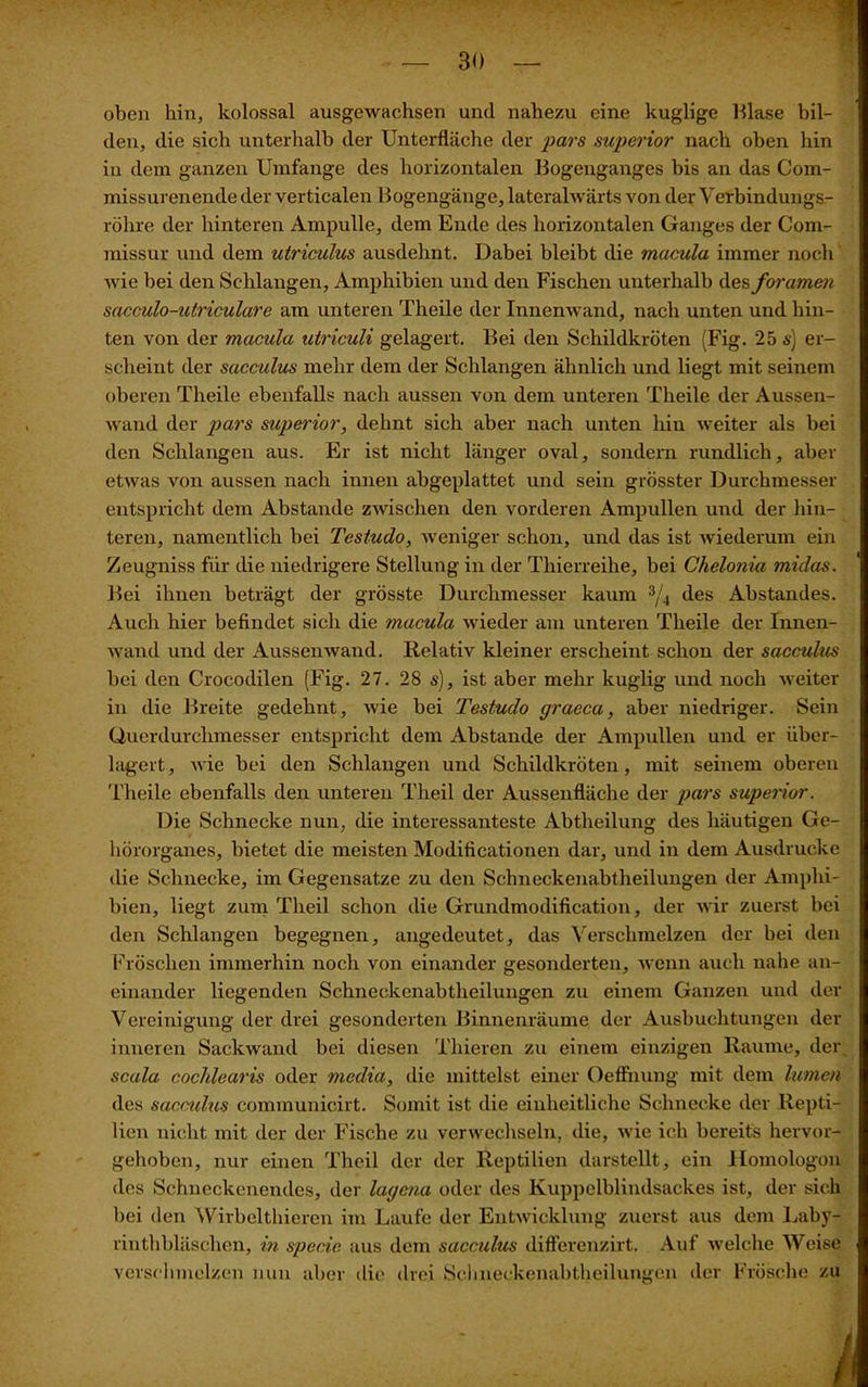oben hin, kolossal ausgewachsen und nahezu eine kuglige Blase bil- den, die sich unterhalb der Unterfläche der pars superior nach oben hin in dem ganzen Umfange des horizontalen Bogenganges bis an das Com- missurenende der verticalen Bogengänge, lateralwärts von der Verbindungs- röhre der hinteren Ampulle, dem Ende des horizontalen Ganges der Com- missur und dem utriculus ausdehnt. Dabei bleibt die macula immer noch wie bei den Schlangen, Amphibien und den Fischen unterhalb des foramen sacculo-utriculare am unteren Theile der Innenwand, nach unten und hin- ten von der macula utriculi gelagert. Bei den Schildkröten (Fig. 25 s) er- scheint der sacculus mehr dem der Schlangen ähnlich und liegt mit seinem oberen Theile ebenfalls nach aussen von dem unteren Theile der Aussen- wand der pars superior, dehnt sich aber nach unten hin weiter als bei den Schlangen aus. Er ist nicht länger oval, sondern rundlich, aber etwas von aussen nach innen abgeplattet und sein grösster Durchmesser entspricht dem Abstande zwischen den vorderen Ampullen und der hin- teren, namentlich bei Testudo, weniger schon, und das ist wiederum ein Zeugniss für die niedrigere Stellung in der Thierreihe, bei Ghelonia midas. Bei ihnen beträgt der grösste Durchmesser kaum 3/4 des Abstandes. Auch hier befindet sich die macula wieder am unteren Theile der Innen- wand und der Aussenwand. Relativ kleiner erscheint schon der sacculus bei den Crocodilen (Fig. 27. 28 s), ist aber mehr kuglig und noch weiter in die Breite gedehnt, wie bei Testudo graeca, aber niedriger. Sein Querdurchmesser entspricht dem Abstande der Ampullen und er über- lagert , wie bei den Schlangen und Schildkröten, mit seinem oberen Theile ebenfalls den unteren Theil der Aussenfläche der pars superior. Die Schnecke nun, die interessanteste Abtheilung des häutigen Ge- hörorganes, bietet die meisten Modificationen dar, und in dem Ausdrucke die Schnecke, im Gegensätze zu den Schneckenabtheilungen der Amphi- bien, liegt zum Theil schon die Grundmodification, der wir zuerst bei den Schlangen begegnen, angedeutet, das Verschmelzen der bei den Fröschen immerhin noch von einander gesonderten, wenn auch nahe an- einander liegenden Schneckenabtheilungen zu einem Ganzen und der Vereinigung der drei gesonderten Binnenräume der Ausbuchtungen der inneren Sackwand bei diesen Thieren zu einem einzigen Raume, der scala cochlearis oder media, die mittelst einer Oeffnung mit dem fumen des sacculus communicirt. Somit ist die einheitliche Schnecke der Repti- lien nicht mit der der Fische zu verwechseln, die, wie ich bereits hervor- gehoben, nur einen Theil der der Reptilien darstellt, ein Homologen des Schneckenendes, der lagena oder des Kuppelblindsackes ist, der sich bei den Wirbclthieren im Laufe der Entwicklung zuerst aus dem Laby- rinthbläschen, in specie aus dem sacculus differenzixt. Auf welche Weise verschmelzen nun aber die drei Sehneckenabtheiluniren der Frösche zu