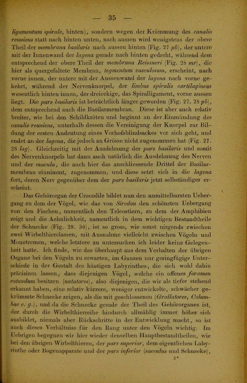 ligamentum spirale, hinten), sondern wegen der Krümmung des canalis reuniens statt nach hinten unten, nach aussen wird wenigstens der obere Theil der membrana basilaris nach aussen hinten (Fig. 27 pb), der untere mit der Innenwand der lagena gerade nach hinten gedreht, während dem entsprechend der obere Theil der membrana Meissneri (Fig. 28 mr), die hier als quergefaltete Membran, tegmentum vasculosum, erscheint, nach vorne innen, der untere mit der Aussenwand der lagena nach vorne ge- kehrt, während der Nervenknorpel, der Umbus spiralis cartilagineus wesentlich hinten innen, der dreieckige, das Spiralligament, vorne aussen liegt. Die pars basilaris ist beträchtlich länger geworden (Fig. 27. 28 pb), dem entsprechend auch die Basilarmembran. Diese ist aber auch relativ breiter, -wie bei den Schildkröten und beginnt an der Einmündung des canalis reuniens, unterhalb dessen die Vereinigung der Knorpel zur Bil- dung der ersten Andeutung eines Vorhofsblindsackes vor sich geht, und endet an der lagena, die jedoch an Grösse nicht zugenommen hat (Fig. 27. 28 lag). Gleichzeitig mit der Ausdehnung der pars basilaris und somit des Nervenknorpels hat dann auch natürlich die Ausdehnung des Nerven und der macula, die auch hier das anschliessende Drittel der Basilar- membran einnimmt, zugenommen, und diese setzt sich in die lagena fort, deren Nerv gegenüber dem der pars basilaris jetzt selbständiger er- scheint. Das Gehörorgan der Crocodile bildet nun den unmittelbarsten Ueber- gang zu dem der Vögel, wie das von Siredon den schönsten Uebergang von den Fischen, namentlich den Teleostiern, zu dem der Amphibien zeigt und die Aehnlichkeit, namentlich in dem wichtigen Bestandtheile der Schnecke (Fig. 29. 30), ist so gross, wie sonst nirgends zwischen zwei Wirbelthierclassen, mit Ausnahme vielleicht zwischen Vögeln und Monotremen, welche letztere zu untersuchen ich leider keine Gelegen- heit hatte. Ich finde, wie das überhaupt aus dem Verhalten der übrigen Organe bei den Vögeln zu erwarten, im Ganzen nur geringfügige Unter- schiede in der Gestalt des häutigen Labyrinthes, die sich wohl dahin präcisiren lassen, dass diejenigen Vögel, welche ein offenes foramen rolundum besitzen [natatores], also diejenigen, die wir als tiefer stehend erkannt haben, eine relativ kürzere, weniger entwickelte, schwächer ge- krümmte Schnecke zeigen, als die mit geschlossenen (Grallatores, Colum- bue e. g.), und da die Schnecke gerade der Theil des Gehörorganes ist, der durch die Wirbelthierreihe hindurch allmählig immer höher sich ausbildet, niemals aber Rückschritte in der Entwicklung macht, so ist auch dieses Verhältniss für den Rang unter den Vögeln wichtig. Im Ucbrigen begegnen wir hier wieder denselben Hauptbestandtheilen, wie hei den übrigen Wirbelthieren, der pars superior, dem eigentlichen Laby- rinthe oder Bogenapparate und der pars inferior [sacculus und Schnecke), 3* Hl