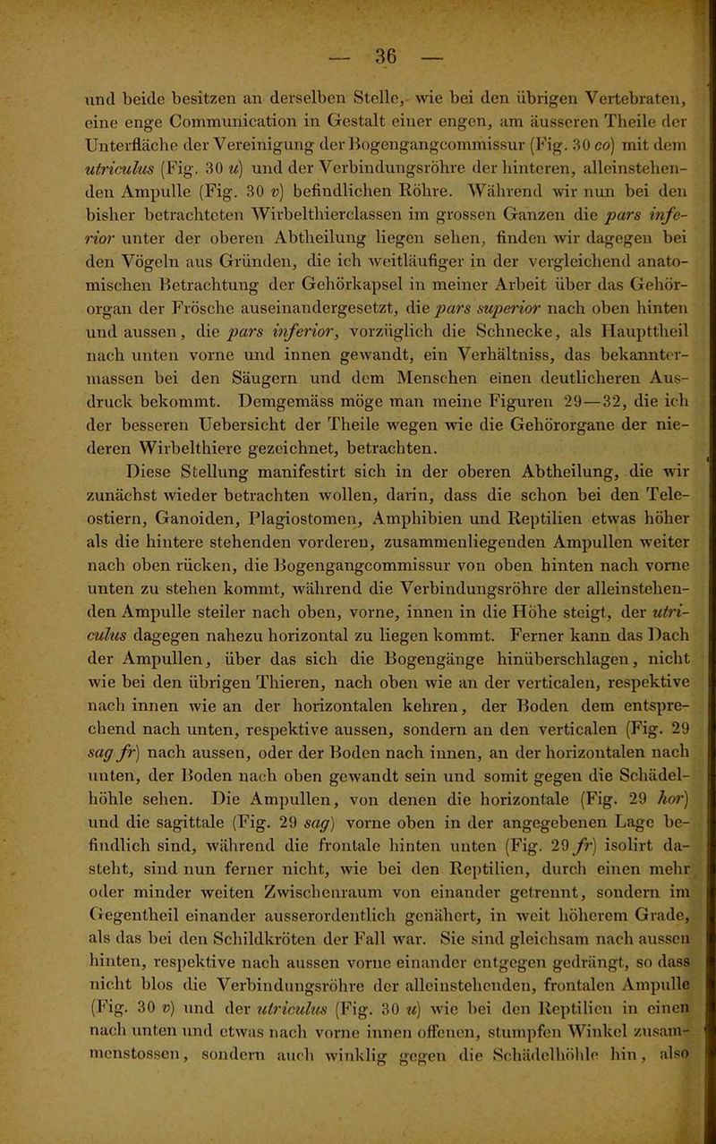 und beide besitzen an derselben Stelle, wie bei den übrigen Vertebraten, eine enge Communication in Gestalt einer engen, am äusseren Tlieile der Unterfläche der Vereinigung der Bogengangcommissur (Fig. 30 co) mit dem utriculus (Fig. 30 m) und der Verbindungsröhre der hinteren, alleinstehen- den Ampulle (Fig. 30 v) befindlichen Röhre. Während wir nun bei den bisher betrachteten Wirbelthierclassen im grossen Ganzen die pars infe- rior unter der oberen Abtheilung liegen sehen, finden wir dagegen bei den Vögeln aus Gründen, die ich weitläufiger in der vergleichend anato- mischen Betrachtung der Gehörkapsel in meiner Arbeit über das Gehör- organ der Frösche auseinandergesetzt, die pars superior nach oben hinten und aussen, die pars inferior, vorzüglich die Schnecke, als Haupttlreil nach unten vorne und innen gewandt, ein Verhältniss, das bekannter- massen bei den Säugern und dem Menschen einen deutlicheren Aus- druck bekommt. Demgemäss möge man meine Figuren 29 — 32, die ich der besseren Uebersicht der Theile wegen wie die Gehörorgane der nie- deren Wirbelthiere gezeichnet, betrachten. Diese Stellung manifestirt sich in der oberen Abtheilung, die wir zunächst wieder betrachten wollen, darin, dass die schon bei den Tele- ostiern, Ganoiden, Plagiostomen, Amphibien und Reptilien etwas höher als die hintere stehenden vorderen, zusammenliegenden Ampullen weiter nach oben rücken, die Bogengangcommissur von oben hinten nach vorne unten zu stehen kommt, während die Verbindungsröhre der alleinstehen- den Ampulle steiler nach oben, vorne, innen in die Höhe steigt, der utri- culns dagegen nahezu horizontal zu liegen kommt. Ferner kann das Dach der Ampullen, über das sich die Bogengänge hinüberschlagen, nicht wie bei den übrigen Thieren, nach oben wie an der verticalen, respektive nach innen wie an der horizontalen kehren, der Boden dem entspre- chend nach unten, respektive aussen, sondern an den verticalen (Fig. 29 sag fr) nach aussen, oder der Boden nach innen, an der horizontalen nach unten, der Boden nach oben gewandt sein und somit gegen die Schädel- höhle sehen. Die Ampullen, von denen die horizontale (Fig. 29 hör) und die sagittale (Fig. 29 sag) vorne oben in der angegebenen Lage be- findlich sind, während die frontale hinten unten (Fig. 29 fr) isolirt da- steht, sind nun ferner nicht, wie bei den Reptilien, durch einen mehr oder minder weiten Zwischenraum von einander getrennt, sondern im Gegentheil einander ausserordentlich genähert, in weit höherem Grade, als das bei den Schildkröten der Fall war. Sie sind gleichsam nach aussen hinten, respektive nach aussen vorne einander entgegen gedrängt, so dass nicht blos die Verbindungsröhre der alleinstehenden, frontalen Ampulle (Fig. 30 v) und der utriculus (Fig. 30 u) wie bei den Reptilien in einen nach unten und etwas nach vorne innen offenen, stumpfen Winkel zusam- menstossen, sondern auch winklisr gegen die Schädelhöhle hin, also