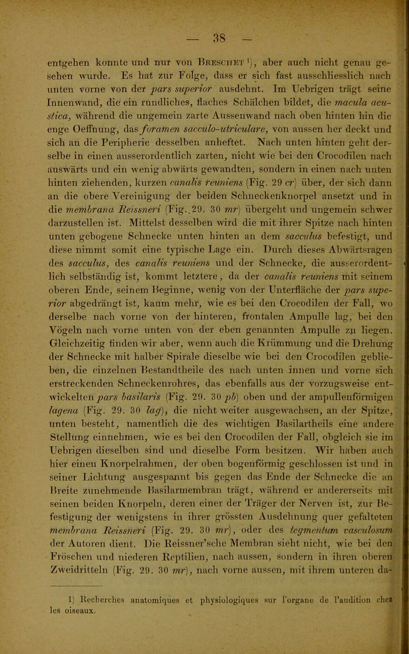 entgehen konnte und nur von Bheschet '), aber auch niclit genau ge- sehen wurde. Es hat zur Folge, dass er sich fast ausschliesslich nach unten vorne von der pars superior ausdehnt. Im Uebrigen trägt seine Innenwand, die ein rundliches, flaches Schälchen bildet., die macula acu- stica, während die ungemein zarte Aussenwand nach oben hinten hin die enge Oeffnung, das foramen sacciilo-ulricularc, von aussen her deckt und sich an die Peripherie desselben anheftet. Nach unten hinten geht der- selbe in einen ausserordentlich zarten, nicht wie bei den Crocodilen nach auswärts und ein wenig abwärts gewandten, sondern in einen nach unten hinten ziehenden, kurzen catialis reuniens (Fig. 29 er) über, der sich dann an die obere Vereinigung der beiden Schneckenknorpel ansetzt und in die membrana Reissneri (Fig..29. 30 mr) übergeht und ungemein schwer darzustellen ist. Mittelst desselben wird die mit ihrer Spitze nach hinten unten gebogene Schnecke unten hinten an dem sacculus befestigt, und diese nimmt somit eine typische Lage ein. Durch dieses Abwärtsragen des sacculus, des canalis reuniens und der Schnecke, die ausserordent- lich selbständig ist, kommt letztere, da der canalis reuniens mit seinem oberen Ende, seinem Beginne, wenig von der LTnterfläche der pars supe- rior abgedrängt ist, kaum mehr, wie es hei den Crocodilen der Fall, wo derselbe nach vorne von der hinteren, frontalen Ampulle lag, hei den Vögeln nach vorne unten von der eben genannten Ampulle zu liegen. Gleichzeitig Anden wir aber, wenn auch die Krümmung und die Drehung der Schnecke mit halber Spirale dieselbe wie hei den Crocodilen geblie- ben, die einzelnen Bestandteile des nach unten innen und vorne sich erstreckenden Schneckenrohres, das ebenfalls aus der vorzugsweise ent- wickelten basilaris (Fig. 29. 30 pb) oben und der ampullenformigen lagena (Fig. 29. 30 lag), die nicht weiter ausgewachsen, an der Spitze, unten besteht, namentlich die des wichtigen Basilartheils eine andere Stellung einnehmen, wie es bei den Crocodilen der Fall, obgleich sie im Uebrigen dieselben sind und dieselbe Form besitzen. Wir haben auch hier einen Knorpelrahmen, der oben bogenförmig geschlossen ist und in seiner Lichtung ausgespannt bis gegen das Ende der Schnecke die an Breite zunehmende Basilarmembran trägt, während er andererseits mit seinen beiden Knorpeln, deren einer der Träger der Nerven ist, zur Be- festigung der wenigstens in ihrer grössten Ausdehnung quer gefalteten Membrana Reissneri (Fig. 29. 30 mr), oder des tegmentum vasculosum der Autoren dient. Die Keissner’sche Membran sieht nicht, wie bei den Fröschen und niederen Reptilien, nach aussen, sondern in ihren oberen Zweidritteln (Fig. 29. 30 mr), nach vorne aussen, mit ihrem unteren da- 1) ltecherehes anatomiques et physiologiques sur l’organe de l’audition chez les oiseaux.