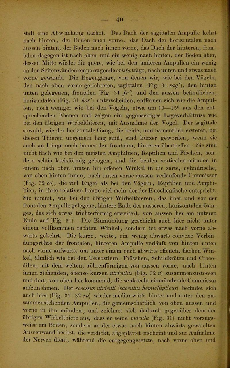 stalt eine Abweichung (larbot. Das Dach der sagittalen Ampulle kehrt nach hinten, der Boden nach vorne, das Dach der horizontalen nach aussen hinten, der Boden nach innen vorne, das Dach der hinteren, fron- talen dagegen ist nach oben und ein wenig nach hinten, der Boden aber, dessen Mitte wieder die quere, wie bei den anderen Ampullen ein wenig an den Seitenwänden emporragende crista trägt, nach unten und etwas nach vorne gewandt. Die Bogengänge, von denen wir, wie bei den Vögeln* den nach oben vorne gerichteten, sagittalen (Fig. 31 sag'), den hinten unten gelegenen, frontalen (Fig. 31 fr') und den aussen befindlichen, horizontalen (Fig. 31 hör') unterscheiden, entfernen sich wie die Ampul- len, noch weniger wie bei den Vögeln, etwa um 10—15° aus den ent- sprechenden Ebenen und zeigen ein gegenseitiges Lageverhältniss wie bei den übrigen Wirbelthieren, mit Ausnahme der Vögel. Der sagittale sowohl, wie der horizontale Gang, die beide, und namentlich ersterer, bei diesen Tliieren ungemein lang sind, sind kürzer geworden, wenn sie auch an Länge noch immer den frontalen, hinteren übertreffen. Sie sind nicht flach ivie bei den meisten Amphibien, Reptilien und Fischen, son- dern schön kreisförmig gebogen, und die beiden verticalen münden in einem nach oben hinten hin offenen Winkel in die zarte, cylindrische, von oben hinten innen, nach unten vorne aussen verlaufende Commissur (Fig. 32 co), die viel länger als bei den Vögeln, Reptilien und Amphi- bien, in ihrer relativen Länge viel mehr der der Knochenfische entspricht. Sie nimmt, wie bei den übrigen Wirbelthieren, das über und vor der frontalen Ampulle gelegene, hintere Ende des äusseren, horizontalen Gan- ges, das sich etwas trichterförmig erweitert, von aussen her am unteren Ende auf (Fig. 31). Die Einmündung geschieht auch hier nicht unter einem vollkommen rechten Winkel, sondern ist etwas nach vorne ab- wärts gekehrt. Die kurze, weite, ein wenig abwärts convexe Verbin- dungsröhre der frontalen, hinteren Ampulle verläuft von hinten unten nach vorne aufwärts, um unter einem nach abwärts offeneil, flachen Win- kel, ähnlich wie bei den Teleostiern, Fröschen, Schildkröten und Croco- dilen, mit dem weiten, röhrenförmigen von aussen vorne, nach hinten innen ziehenden, ebenso kurzen ulriculus (Fig. 32 u) zusammenzustossen und dort, von oben her kommend, die senkrecht einmündende Commissur aufzunehmen. Der reccssus utriculi [sacculics hemicllipticus) befindet sich auch hier (Fig. 31. 32 ru) wieder medianwärts hinter und unter den zu- sammenstehenden Ampullen, die gemeinschaftlich von oben aussen und vorne in ihn münden, und zeichnet sich dadurch gegenüber dem der übrigen Wirbelthiere aus, dass er seine macula (Fig. 31) nicht vorzugs- weise am Boden, sondern an der etwas nach hinten abwärts gewandten Aussenwand besitzt, die verdickt, abgeplattet erscheint und zur Aufnahme der Nerven dient, während die entgegengesetzte, nach vorne oben und