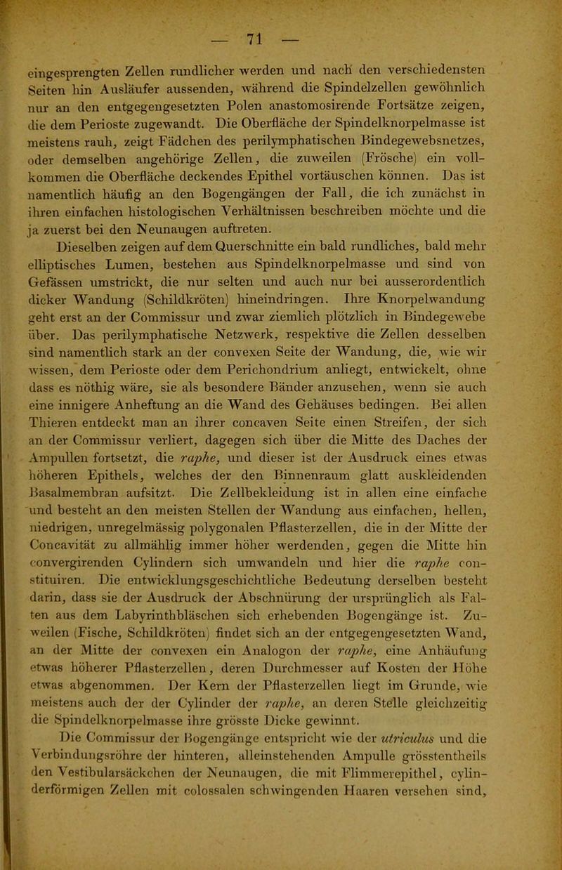 eingesprengten Zellen rundlicher werden und nach den verschiedensten Seiten hin Ausläufer aussenden, während die Spindelzellen gewöhnlich nur an den entgegengesetzten Polen anastomosirende Fortsätze zeigen, die dem Perioste zugewandt. Die Oberfläche der Spindelknorpelmasse ist meistens rauh, zeigt Fädclien des perilymphatischen Kindegewebsnetzes, oder demselben angehörige Zellen, die zuweilen (Frösche) ein voll- kommen die Oberfläche deckendes Epithel Vortäuschen können. Das ist namentlich häufig an den Bogengängen der Fall, die ich zunächst in ihren einfachen histologischen Verhältnissen beschreiben möchte und die ja zuerst bei den Neunaugen auftreten. Dieselben zeigen auf dem Querschnitte ein bald rundliches, bald mehr elliptisches Lumen, bestehen aus Spindelknorpelmasse und sind von Gefässen umstrickt, die nur selten und auch nur bei ausserordentlich dicker Wandung (Schildkröten) hineindringen. Ihre Knorpelwandung geht erst an der Commissur und zwar ziemlich plötzlich in Bindegewebe über. Das perilymphatische Netzwerk, respektive die Zellen desselben sind namentlich stark an der convexen Seite der Wandung, die, wie wir wissen, dem Perioste oder dem Perichondrium anliegt, entwickelt, ohne dass es nöthig wäre, sie als besondere Bänder anzusehen, wenn sie auch eine innigere Anheftung an die Wand des Gehäuses bedingen. Bei allen Thieren entdeckt man an ihrer concaven Seite einen Streifen, der sich an der Commissur verliert, dagegen sich über die Mitte des Daches der Ampullen fortsetzt, die raphe, und dieser ist der Ausdruck eines etwas höheren Epithels, welches der den Binnenraum glatt auskleidenden Basalmembran aufsitzt. Die Zellbekleidung ist in allen eine einfache und besteht an den meisten Stellen der Wandung aus einfachen, hellen, niedrigen, unregelmässig polygonalen Pflasterzellen, die in der Mitte der Concavität zu allmählig immer höher werdenden, gegen die Mitte hin convergirenden Cylindern sich umwandeln und hier die raplie con- stituiren. Die entwicklungsgeschichtliche Bedeutung derselben besteht darin, dass sie der Ausdruck der Abschnürung der ursprünglich als Fal- ten aus dem Labyrinthbläschen sich erhebenden Bogengänge ist. Zu- weilen (Fische, Schildkröten) findet sich an der entgegengesetzten Wand, an der Mitte der convexen ein Analogon der raphe, eine Anhäufung etwas höherer Pflasterzellen, deren Durchmesser auf Kosten der Jlöhe etwas abgenommen. Der Kern der Pflasterzellen liegt im Grunde, wie meistens auch der der Cylinder der raphe, an deren Stelle gleichzeitig die Spindelknorpelmasse ihre grösste Dicke gewinnt. Die Commissur der Bogengänge entspricht wie der utriculus und die Verbindungsröhre der hinteren, alleinstehenden Ampulle grösstentheils den Vestibularsäckchen der Neunaugen, die mit Flimmerepithel, cylin- derförmigen Zellen mit eolossalen schwingenden Haaren versehen sind.