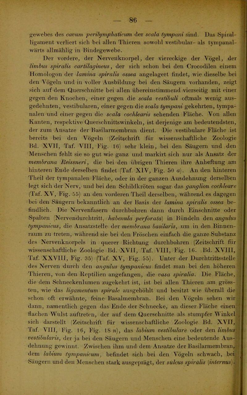 gewebes des cavum perilymphaticwn der scala tympani sind. Das Spiral- ligament verliert sich bei allen Thicren sowohl vestibulär- als tympanal- wärts allmählig in Bindegewebe. Der vordere, der Nervenknorpel, der viereckige der Vögel, der limbus spiralis ccirtilagineus, der sich schon bei den Crocodilen einem Homologon der lamina spiralis ossea angelagert findet, wie dieselbe bei den Vögeln und in voller Ausbildung bei den Säugern vorhanden, zeigt sich auf dem Querschnitte bei allen übereinstimmend vierseitig mit einer gegen den Knochen, einer gegen die scala vestibuli oftmals wenig aus- gedehnten, vestibulären, einer gegen die scala tympani gekehrten, tympa- nalen und einer gegen die scala cocklearis sehenden Fläche. Von allen Kanten, respektive Querschnittswinkeln, ist derjenige am bedeutendsten, der zum Ansätze der Basilarmembran dient. Die vestibuläre Fläche ist bereits bei den Vögeln (Zeitschrift für wissenschaftliche Zoologie Bd. XVII, Taf. VIII, Fig. 16) sehr klein, bei den Säugern und den Menschen fehlt sie so gut wie ganz und markirt sich nur als Ansatz der membrana lieissneri, die bei den übrigen Thieren ihre Anheftung am hinteren Ende derselben findet (Taf. XIV, Fig. 50 a). An den hinteren Tlieil der tympanalen Fläche, oder in der ganzen Ausdehnung derselben legt sich der Nerv, und bei den Schildkröten sogar das ganglion cochleare (Taf. XV, Fig. 55) an den vorderen Theil derselben, während es dagegen bei den Säugern bekanntlich an der Basis der lamina spiralis ossea be- findlich. Die Nervenfasern durchbohren dann durch Einschnitte oder Spalten (Nervendurchtritt, habenula perforata) in Bündeln den angulus tympanicus, die Ansatzstelle der membrana basilaris, um in den Binnen- raum zu treten, während sie bei den Fröschen einfach die ganze Substanz des Nervenknorpels in querer Richtung durchbohren (Zeitschrift für wissenschaftliche Zoologie Bd. XVII, Taf. VIII, Fig. 16. Bd. XVIII, Taf. XXVIII, Fig. 35) (Taf. XV, Fig. 55). Unter der Durchtrittsstelle des Nerven durch den angulus tympanicus findet man bei den höheren Thieren, von den Reptilien angefangen, die vasa spiralia. Die Fläche, die dem Schneckenlumen zugekehrt ist, ist bei allen Thieren am gröss- ten, wie das ligamentum spirale ausgehöhlt und besitzt wie überall die schon oft erwähnte, feine Basalmembran. Bei den Vögeln sehen wir dann, namentlich gegen das Ende der Schnecke, an dieser Fläche einen flachen Widst auftreten, der auf dem Querschnitte als stumpfer Winkel sich darstellt (Zeitschrift für wissenschaftliche Zoologie Bd. XVII, Taf. VIII, Fig. 16, Fig. 18 n), das labium vestibuläre oder den limbus- vestibularis, der ja bei den Säugern und Menschen eine bedeutende Aus- dehnung gewinnt. Zwischen ihm und dem Ansätze der Basilarmembran, dem labium tympanicum, befindet sich bei den Vögeln schwach, bei Säugern und den Menschen stark ausgeprägt, der sulcus spiralis [internus).|