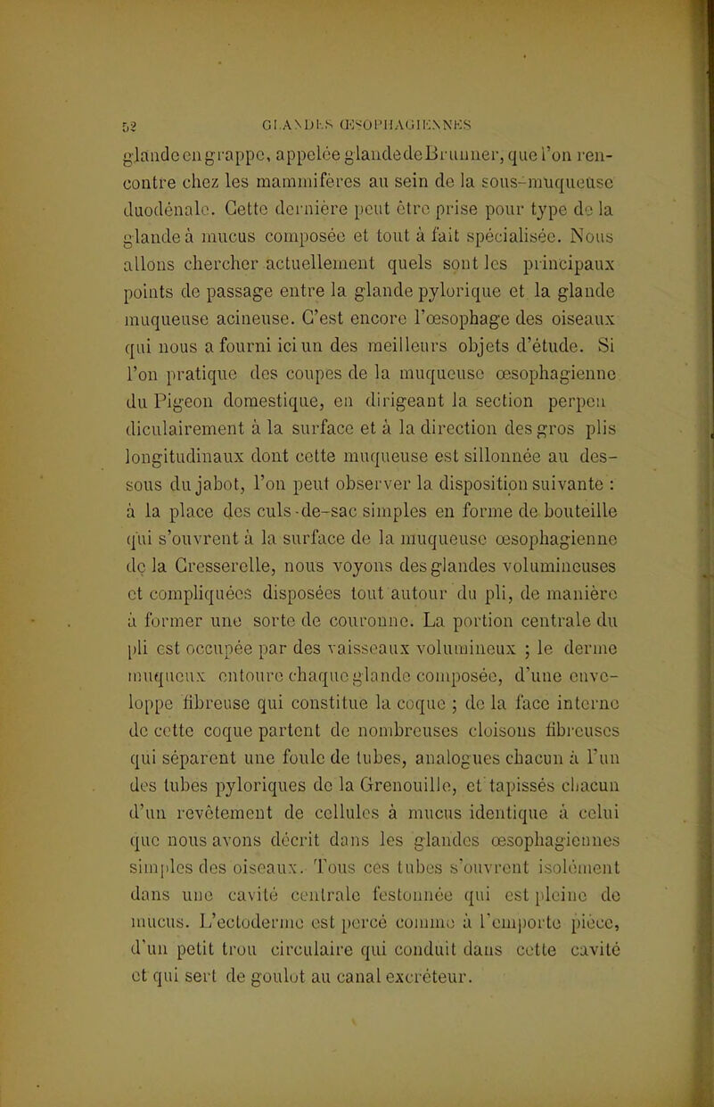 glandccngrappe, appelée glaudedelirunner, que l'on ren- contre chez les mammifères au sein de la sous-muqueir e duodénale. Cette dernière peut être prise pour type de la glande à mucus composée et tout à fait spécialisée. Nous allons chercher actuellement quels sont les principaux points de passage entre la glande pylorique et la glande muqueuse acineuse. C'est encore l'œsophage des oiseaux qui nous a fourni ici un des meilleurs objets d'étude. Si l'on pratique des coupes de la muqueuse œsophagienne du Pigeon domestique, en dirigeant la section perpeu diculairement à la surface et à la direction des gros plis longitudinaux dont cette muqueuse est sillonnée au des- sous du jabot, l'on peut observer la disposition suivante : à la place des culs-de-sac simples en forme de bouteille qui s'ouvrent à la surface de la muqueuse œsophagienne de la Cresserelle, nous voyons des glandes volumineuses et compliquées disposées tout autour du pli, de manière à former une sorte de couronne. La portion centrale du pli est occupée par des vaisseaux volumineux ; le derme muqueux entoure chaque glande composée, d'une enve- loppe fibreuse qui constitue la coque ; de la face interne de cette coque partent de nombreuses cloisons fibreuses qui séparent une foule de tubes, analogues chacun à l'un des tubes pyloriques de la Grenouille, et tapissés chacun d'un revêtement de cellules à mucus identique à celui que nous avons décrit dans les glandes œsophagiennes simples des oiseaux. Tous ces tubes s'ouvrent isolément dans une cavité centrale festonnée qui est pleine de mucus. L'ectoderme est percé comme à remporte pièce, d'un petit trou circulaire qui conduit dans cette cavité et qui sert de goulot au canal excréteur.