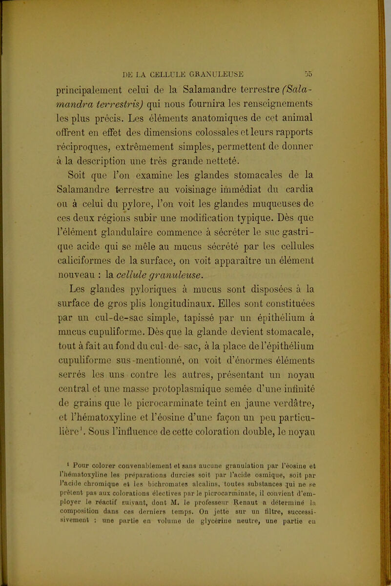 principalement celui de la Salamandre terrestre (Sala- mandra terrestris) qui nous fournira les renseignements les plus précis. Les éléments anatomiques de cet animal offrent en effet des dimensions colossales et leurs rapports réciproques, extrêmement simples, permettent de donner à la description une très grande netteté. Soit que l'on examine les glandes stomacales de la Salamandre terrestre au voisinage immédiat du cardia ou à celui du pylore, l'on voit les glandes muqueuses de ces deux régions subir une modification typique. Dès que l'élément glandulaire commence à sécréter le suc gastri- que acide qui se mêle au mucus sécrété par les cellules caliciformes de la surface, on voit apparaître un élément nouveau : la cellule granuleuse. Les glandes pyloriques à mucus sont disposées à la surface de gros plis longitudinaux. Elles sont constituées par un cul-de-sac simple, tapissé par un épithélium à mucus cupuliforme. Dès que la glande devient stomacale, tout à fait au fond du cul- de- sac, à la place de l'épithélium cupuliforme sus-mentionné, on voit d'énormes éléments serrés les uns contre les autres, présentant un noyau central et une masse protoplasmique semée d'une infinité de grains que le picrocarminate teint en jaune verdàtre, et l'hématoxyline et l'éosine d'une façon un peu particu- lière1. Sous l'influence de cette coloration double, le noyau 1 Pour colorer convenablement et sans aucune granulation par l'éosine et l'hématoxyline les préparations durcies soit par l'acide osmique, soit par l'acide chromique et les bichromates alcalins, toutes substances }ui ne se prêtent pas aux colorations électives par le picrocarminate, il convient d'em- ployer le réactif suivant, dont M. le professeur Renaut a déterminé la composition dans ces derniers temps. On jette sur un Hltre, successi- sivement : une partie en volume de glycérine neutre, une partie en