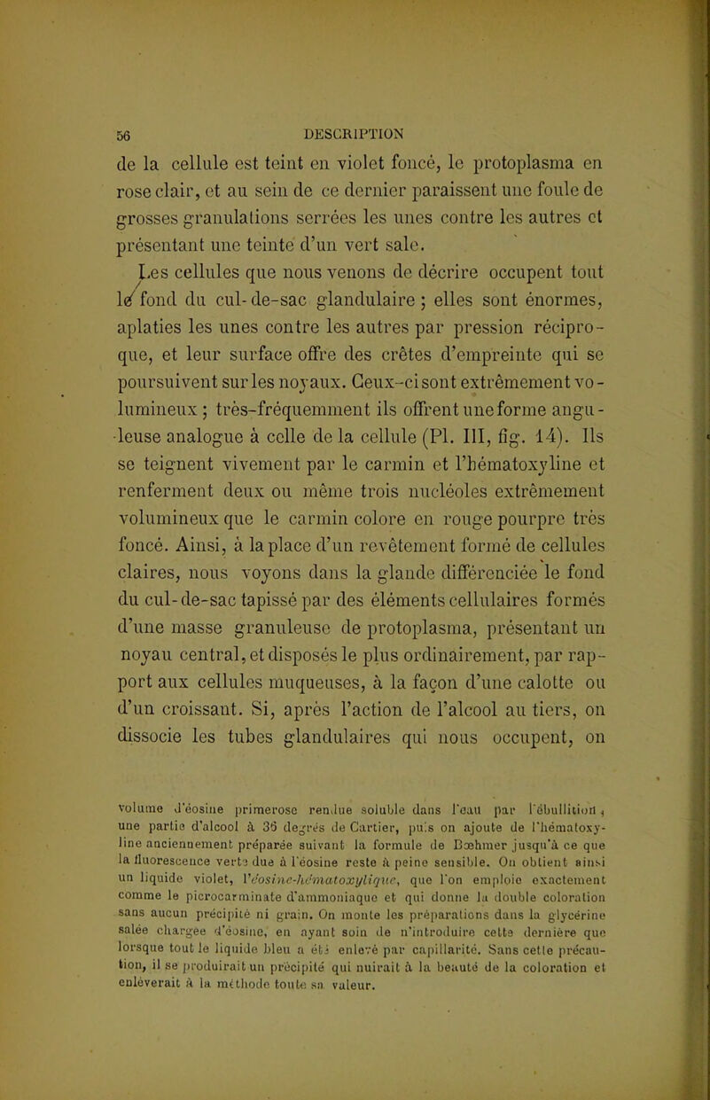 de la cellule est teint en violet foncé, le protoplasma en rose clair, et au sein de ce dernier paraissent une foule de grosses granulations serrées les unes contre les autres et présentant une teinte d'un vert sale. Les cellules que nous venons de décrire occupent tout Vfond du cul-de-sac glandulaire; elles sont énormes, aplaties les unes contre les autres par pression récipro- que, et leur surface offre des crêtes d'empreinte qui se poursuivent sur les noyaux. Ceux-ci sont extrêmement vo- lumineux ; très-fréquemment ils offrent une forme angu- leuse analogue à celle de la cellule (Pl. III, fig. 14). Ils se teignent vivement par le carmin et l'bématoxyline et renferment deux ou même trois nucléoles extrêmement volumineux que le carmin colore en rouge pourpre très foncé. Ainsi, à la place d'un revêtement formé de cellules claires, nous voyons dans la glande différenciée le fond du cul-de-sac tapissé par des éléments cellulaires formés d'une masse granuleuse de protoplasma, présentant un noyau central, et disposés le plus ordinairement, par rap- port aux cellules muqueuses, à la façon d'une calotte ou d'un croissant. Si, après l'action de l'alcool au tiers, on dissocie les tubes glandulaires qui nous occupent, on volume d'éosine primerose rendue soluble dans l*eau par l'ebullitioii ( une partie d'alcool à 35 degrés de Cartier, puis on ajoute de l'hématoxy- line anciennement préparée suivant la formule de Baehmer jusqu'à ce que la fluorescence vertj due à leosine reste à peine sensible. Ou obtient ainsi un liquide violet, Vcosine-hematoxylique, que l'on emploie exactement comme le picrocarminate d'ammoniaque et qui donne lu double coloration sans aucun précipité ni grain. On monte les préparations dans la glycérine salée chargée d'éosine, en ayant soin de n'introduire cette dernière que lorsque tout le liquide bleu a éti enlevé par capillarité. Sans cette précau- tion, il se 'produirait un précipité qui nuirait à la beauté de la coloration et enlèverait à la méthode toute sa valeur.