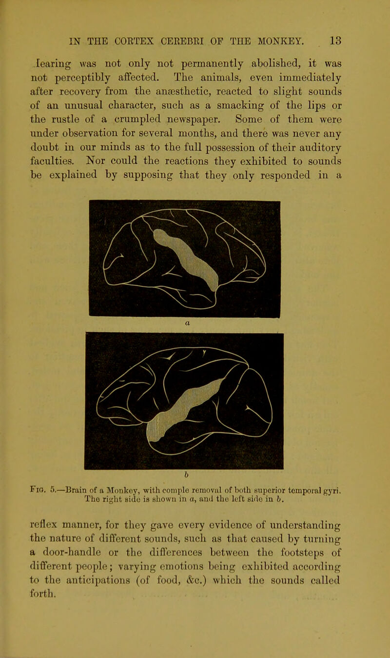 leariug was not only not permanently abolished, it was not perceptibly affected. The animals, even immediately after recovery from the anaesthetic, reacted to slight sounds of an unusual character, such as a smacking of the lips or the rustle of a crumpled newspaper. Some of them were under observation for several months, and there was never any doubt in our minds as to the full possession of their auditory faculties. Nor could the reactions they exhibited to sounds be explained by supposing that they only responded in a b Fio. 5.—Brain of a Monkey, ■willi coniplo reraoviil of both superior temporal gyri. The right aide is shown in a, and the left aide in b, reflex manner, for they gave every evidence of understanding the nature of different sounds, such as that caused by turning a door-handle or the differences between the footsteps of different people; varying emotions being exhibited according to the anticipations (of food, &c.) which the sounds called forth.