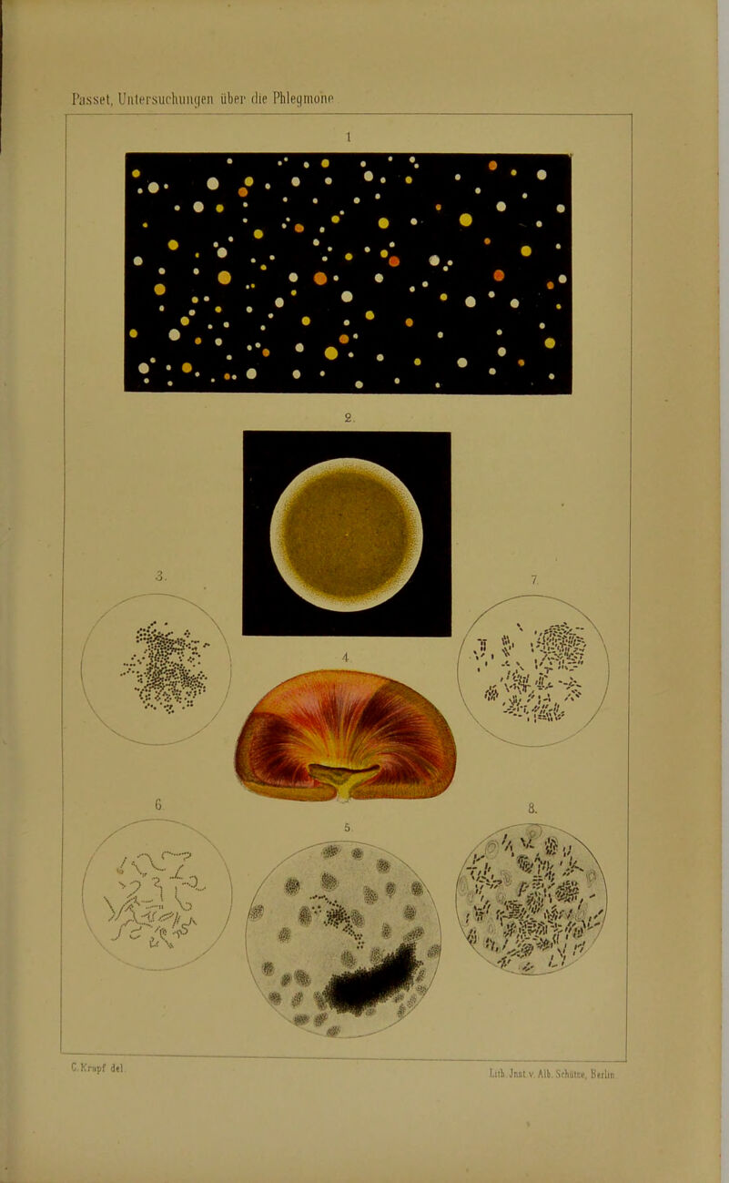 Piisset, Uiitersuchiiiuien über die Phlegmonn ___ 1